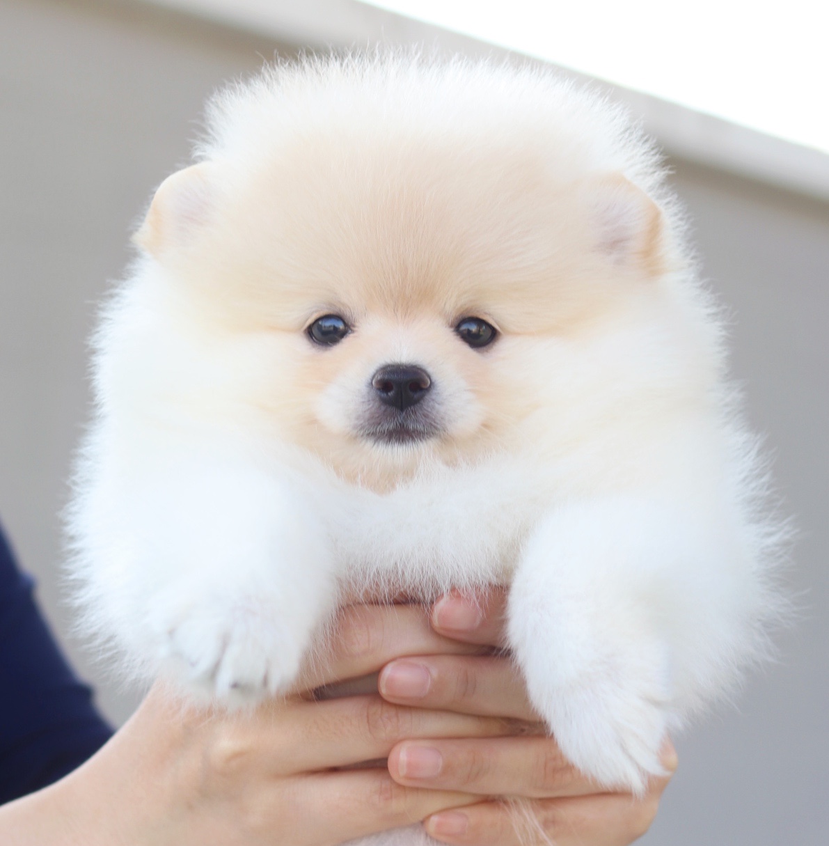 ปอมเมอเรเนียน เพศเมียสีครีม