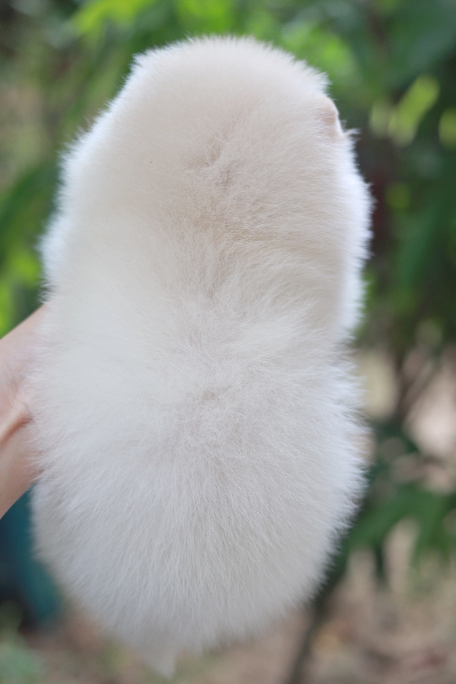 ปอมเมอเรเนียน เพศผู้สีขาวครีม เกรดโชว์