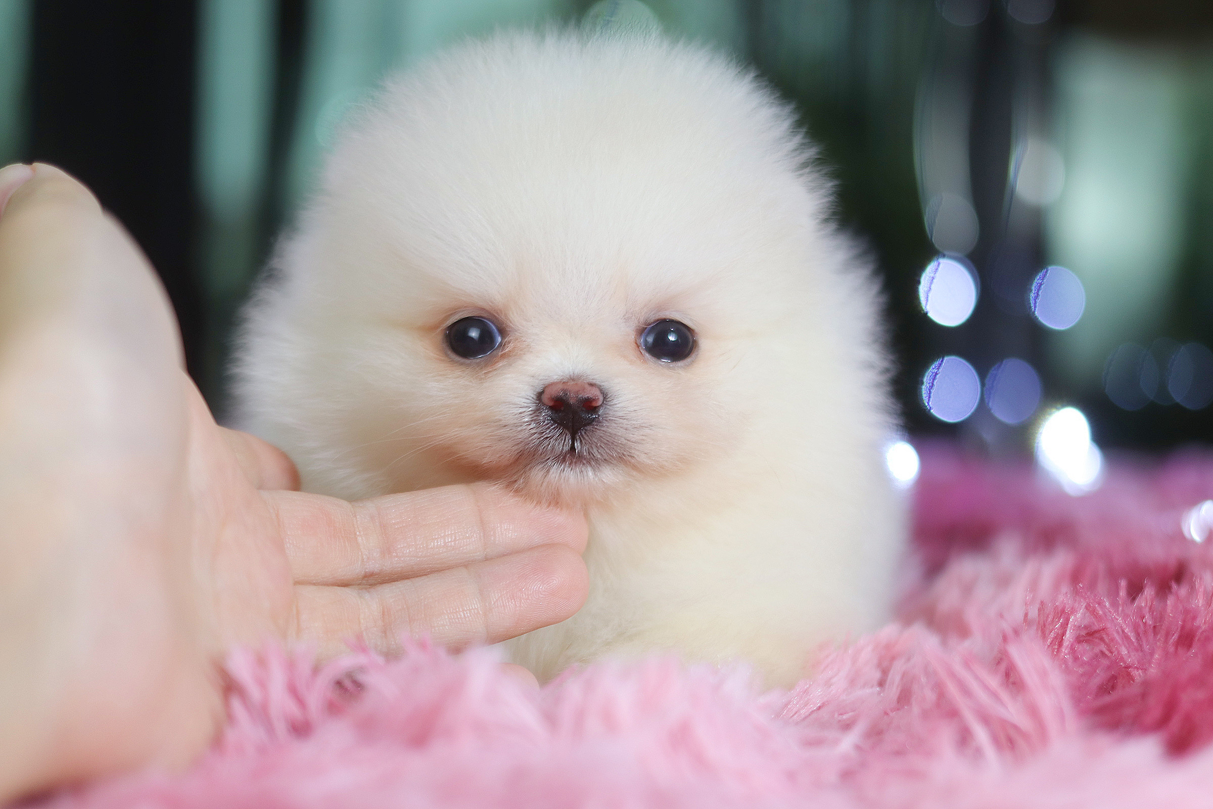 ปอมเมอเรเนียน เพศเมียสีขาว ครีม เกรดโชว์