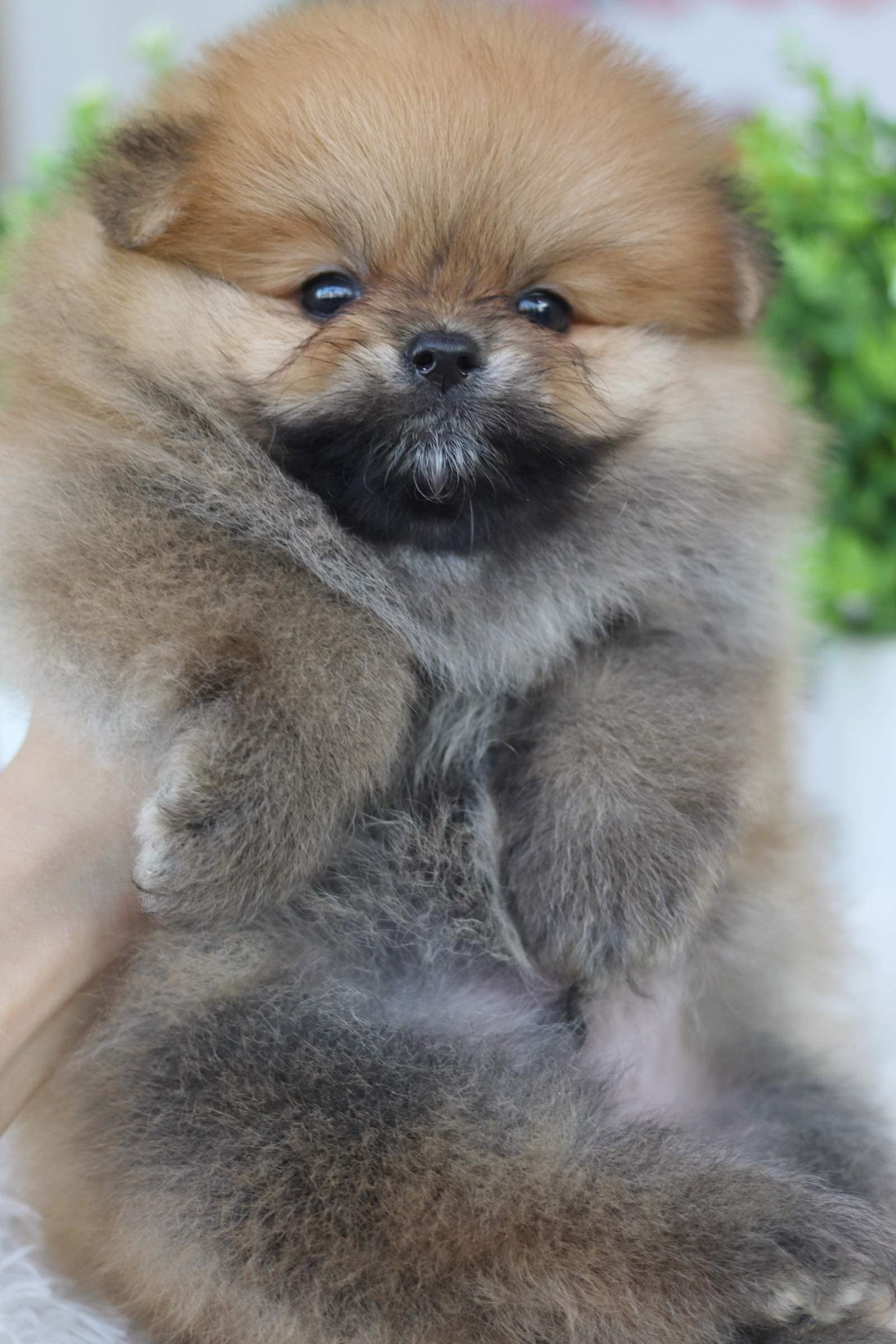 ปอมเมอเรเนียน เพศผู้