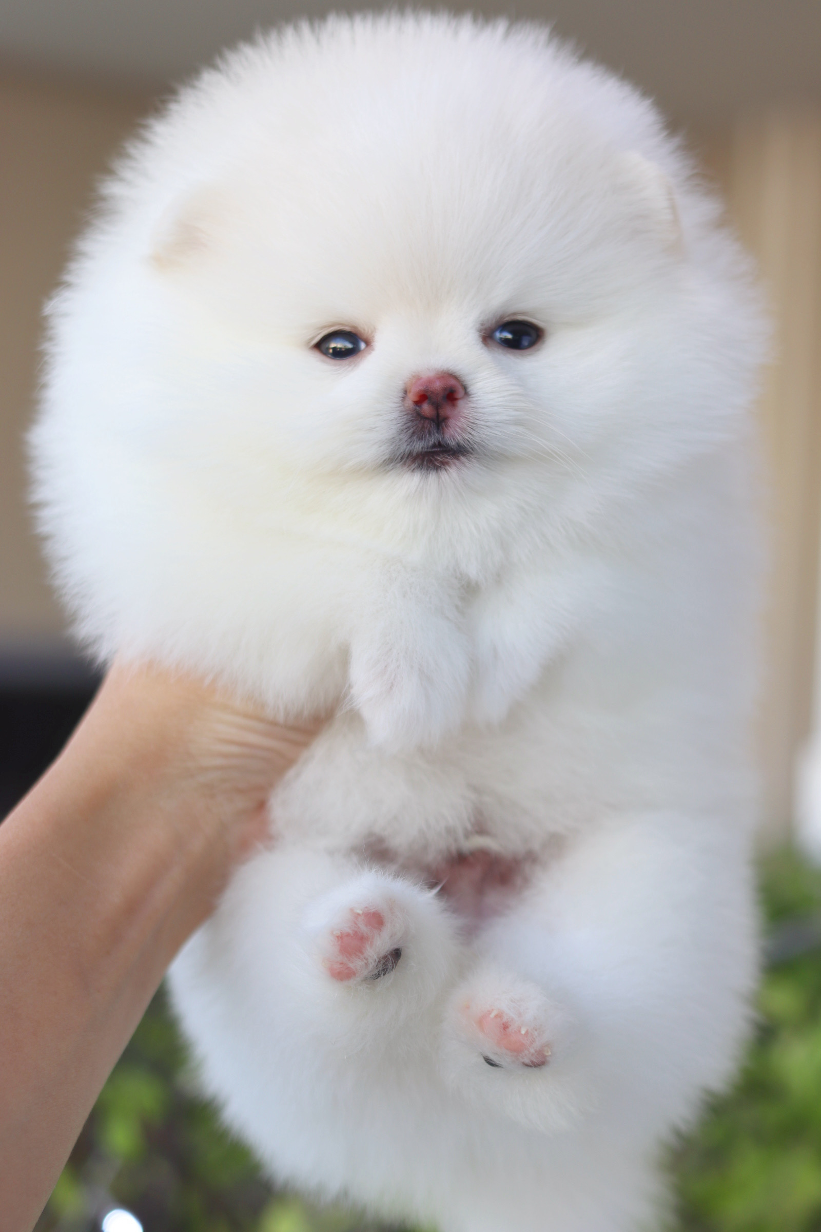 ปอมเมอเรเนียน เพศผู้สีขาวครีม เกรดโชว์