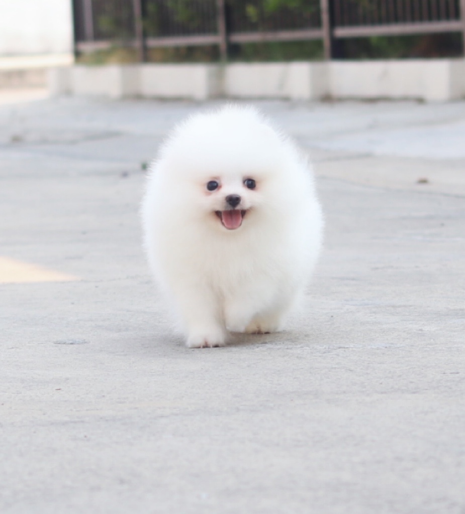 ปอมเมอเรเนียน เพศเมีย สีขาวครีม