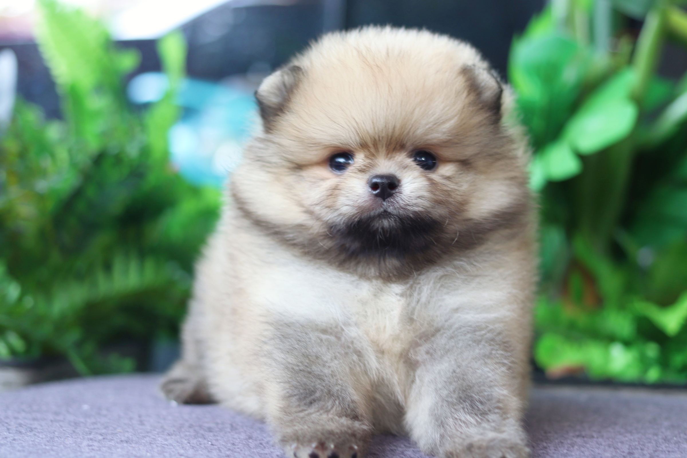 ปอมเมอเรเนียน เพศผู้ สีส้ม