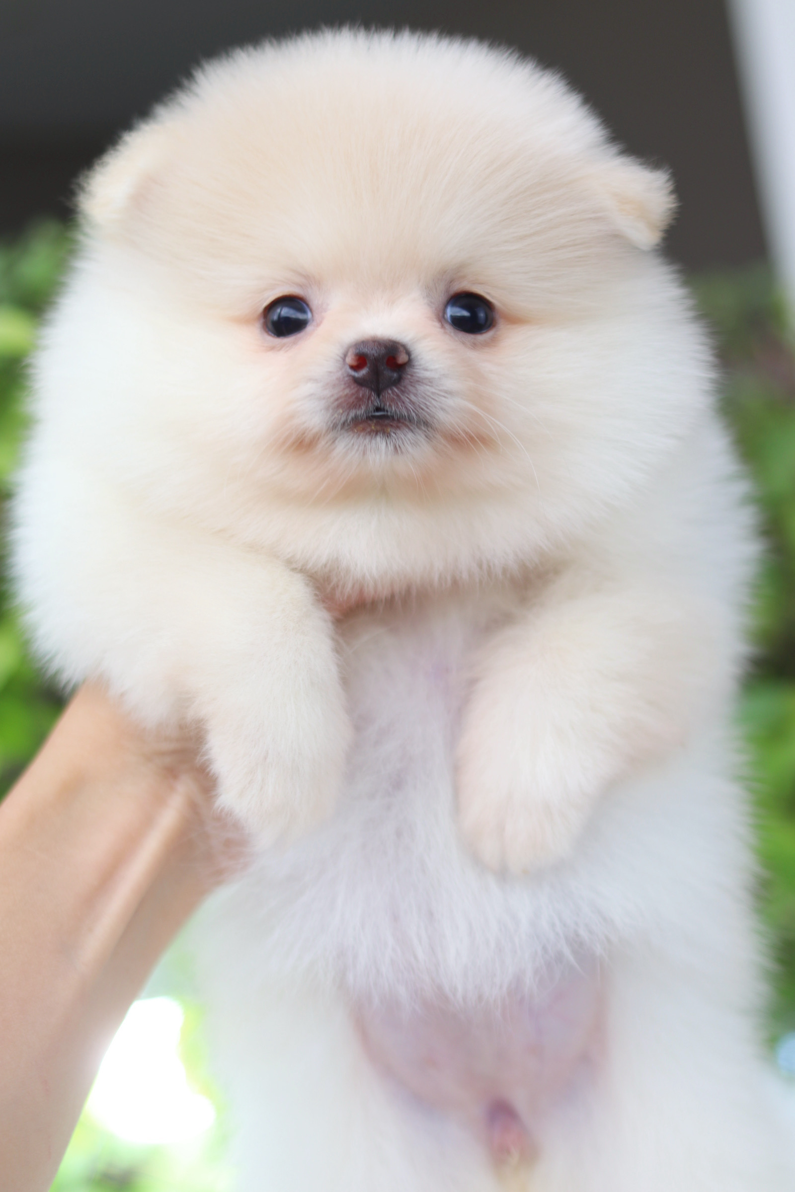 ปอมเมอเรเนียน เพศเมียสีขาวครีม