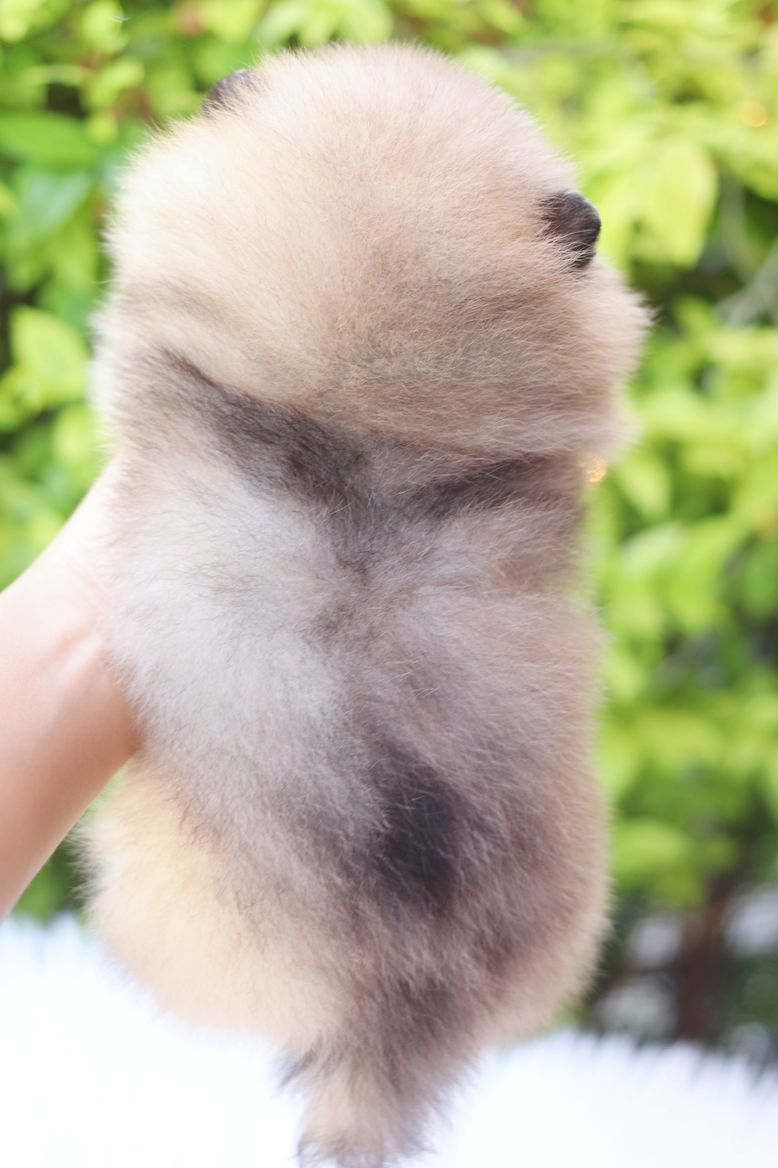 ปอมเมอเรเนียน เพศเมียสีเรดเมอร์