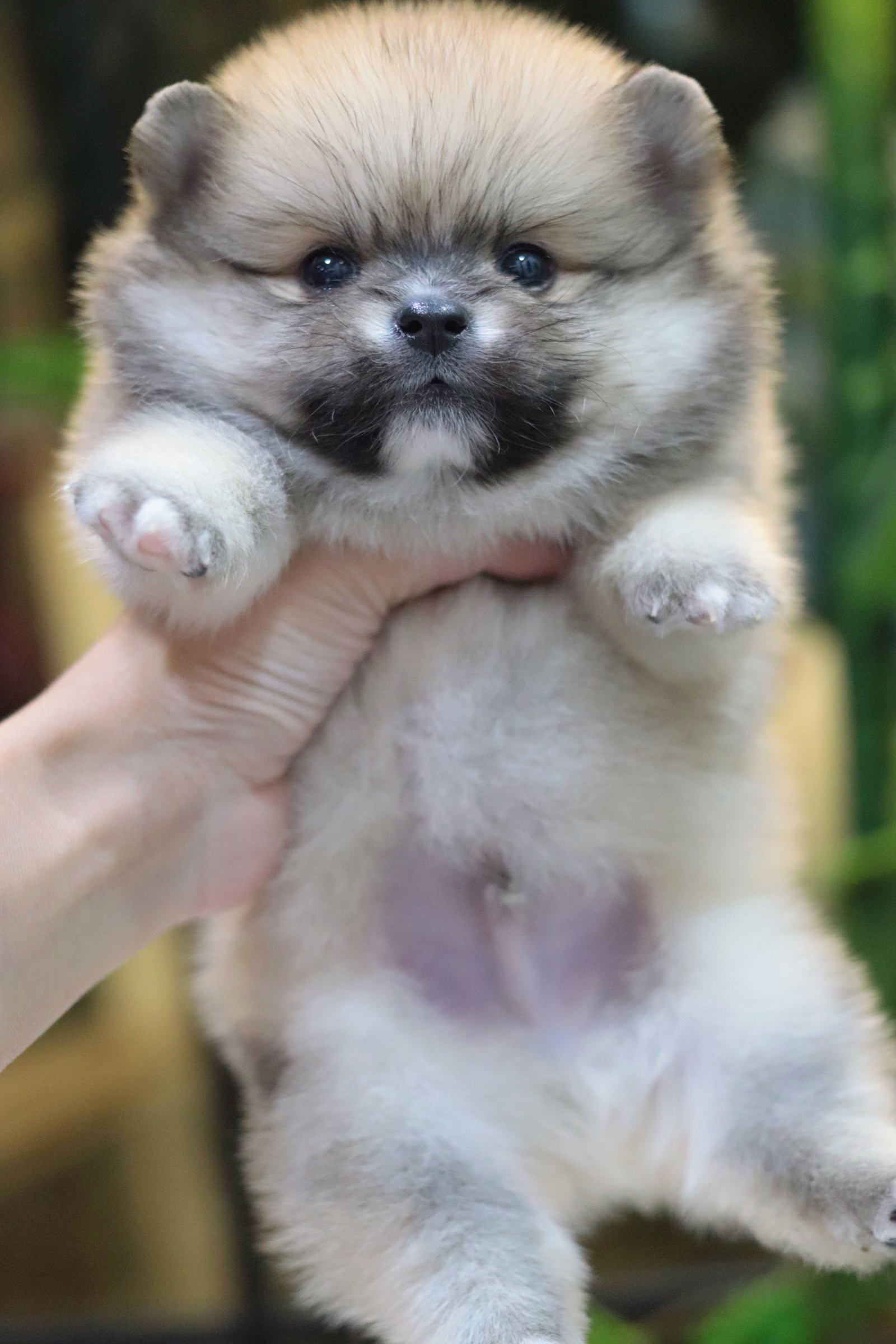 ปอมเมอเรเนียน เพศผู้สีส้ม ขนแน่นๆ ไซส์เล็ก