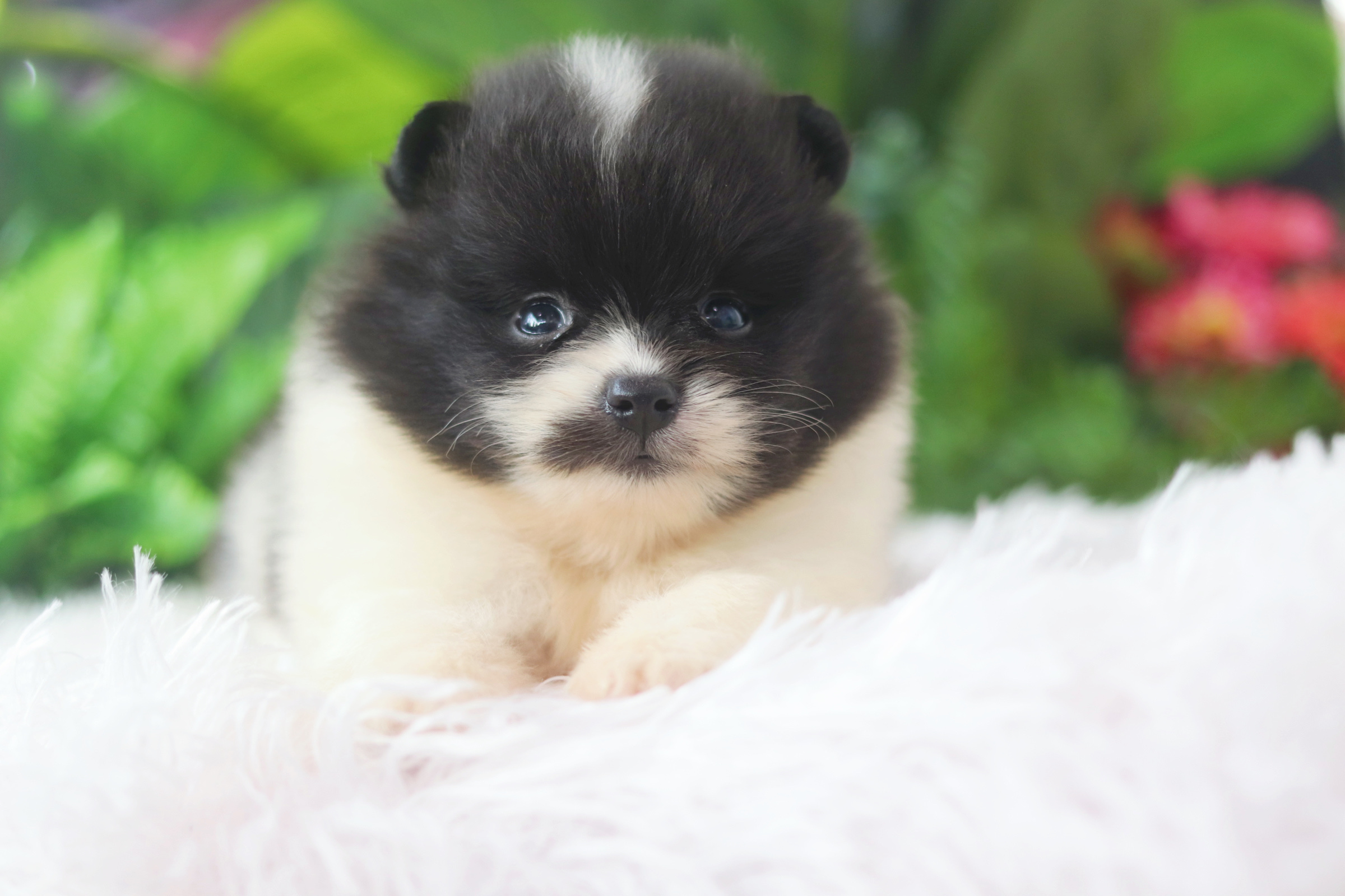 ปอมเมอเรเนียน เพศผู้ สีแฟนซี