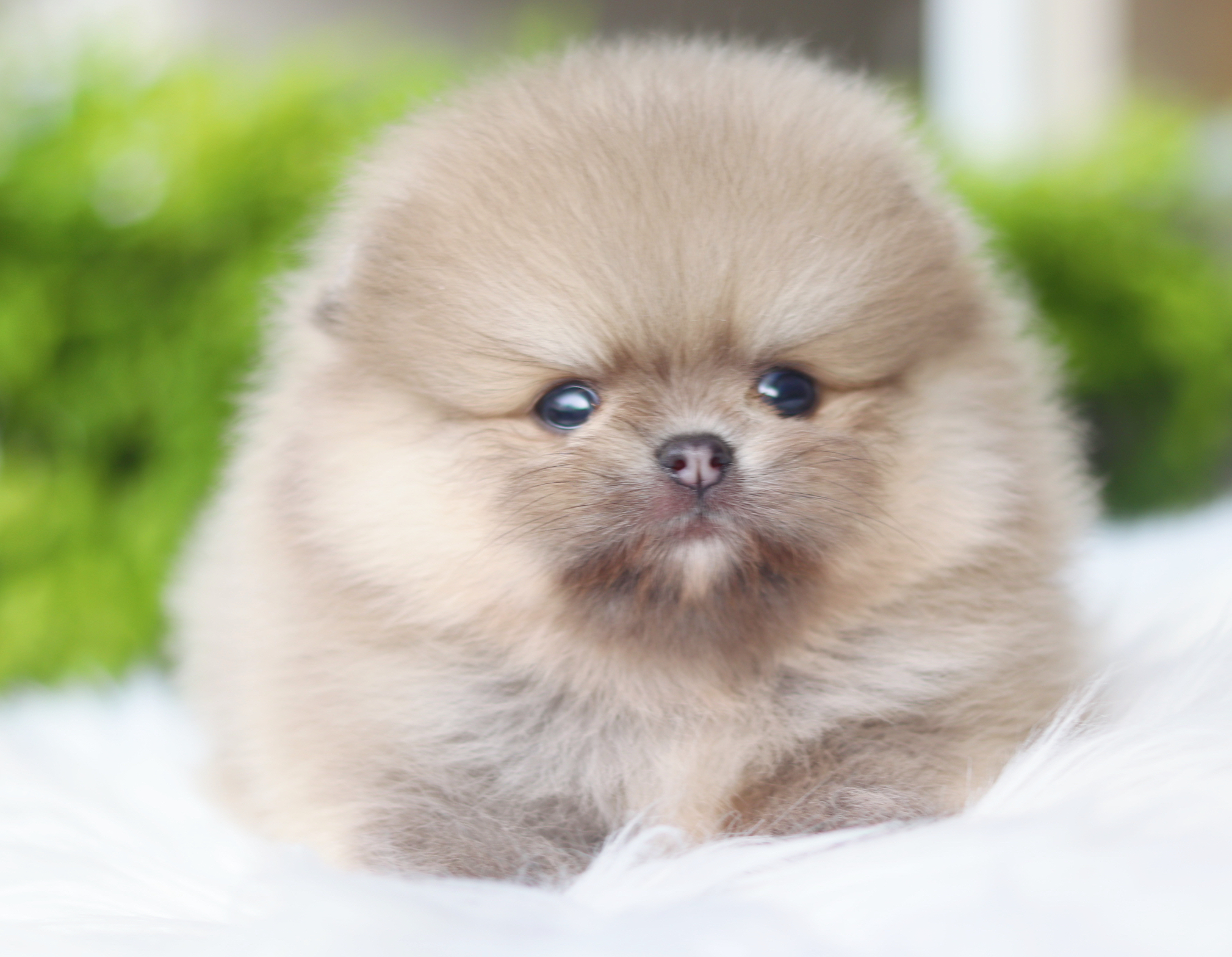 ปอมเมอเรเนียน เพศเมียสีส้ม เกรดโชว์