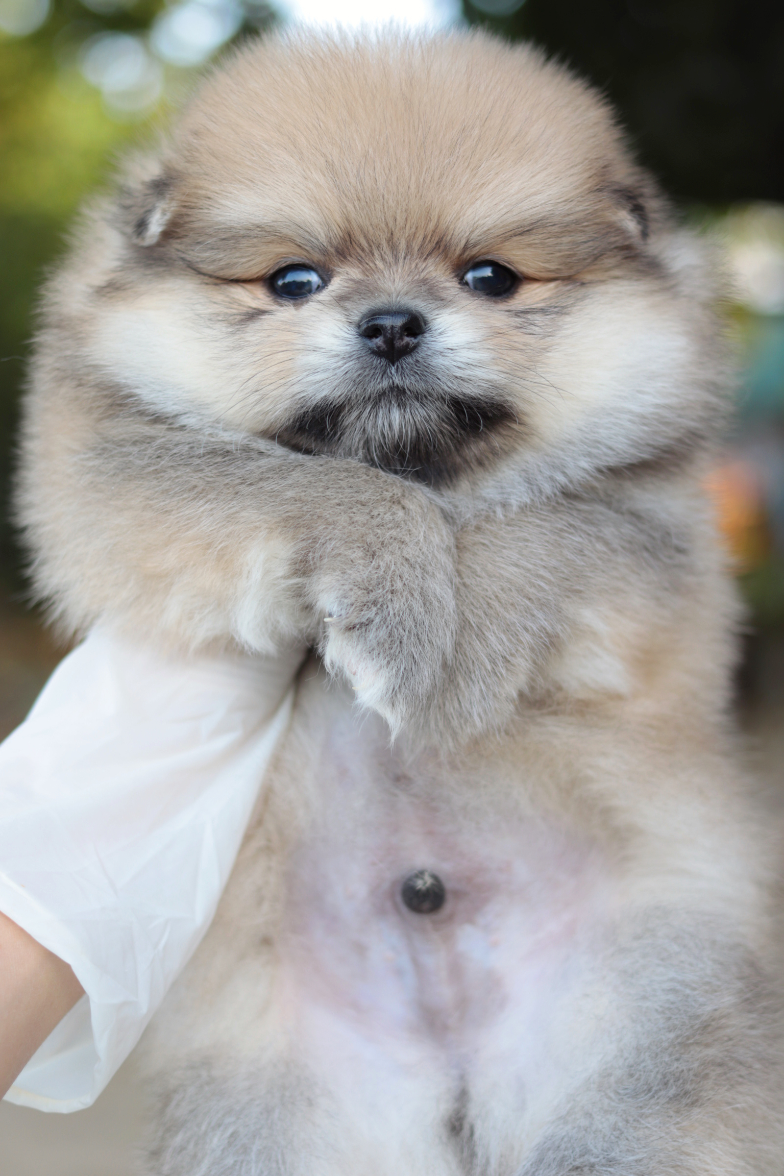 ปอมเมอเรเนียน เพศผู้สีส้ม ขนแน่นๆ