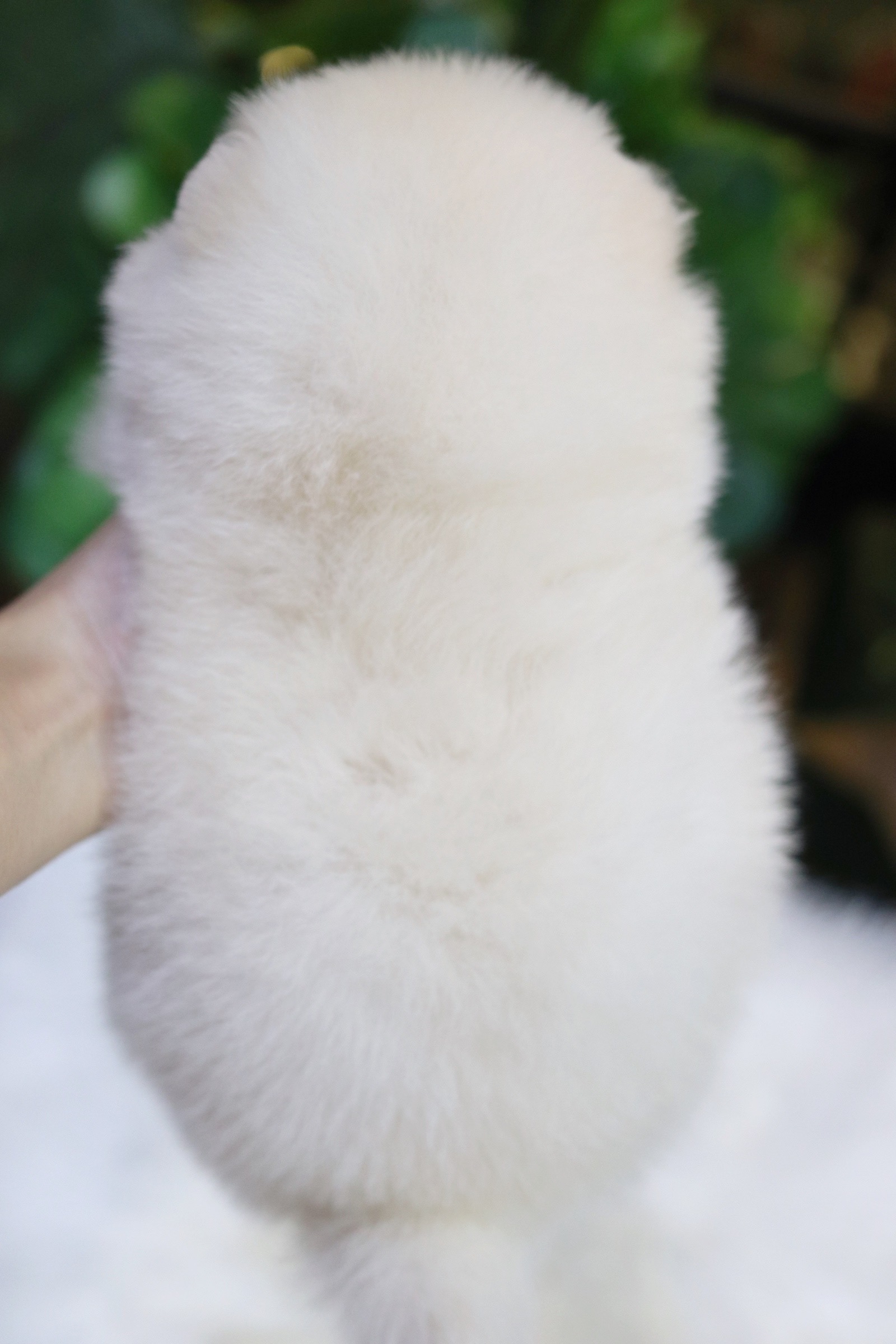 ปอมเมอเรเนียน เพศเมีย สีขาวครีม