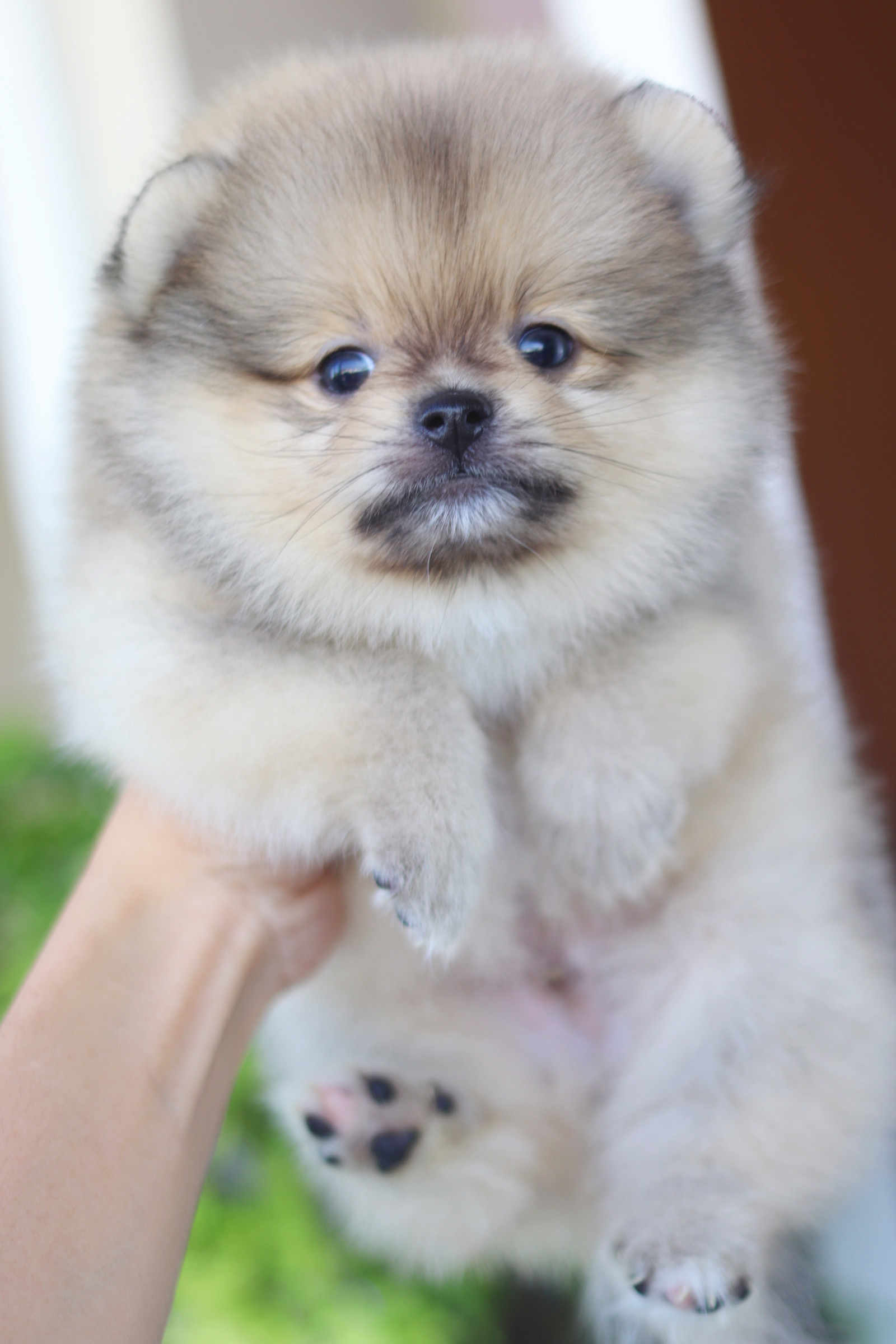 ปอมเมอเรเนียน เพศผู้สีส้ม