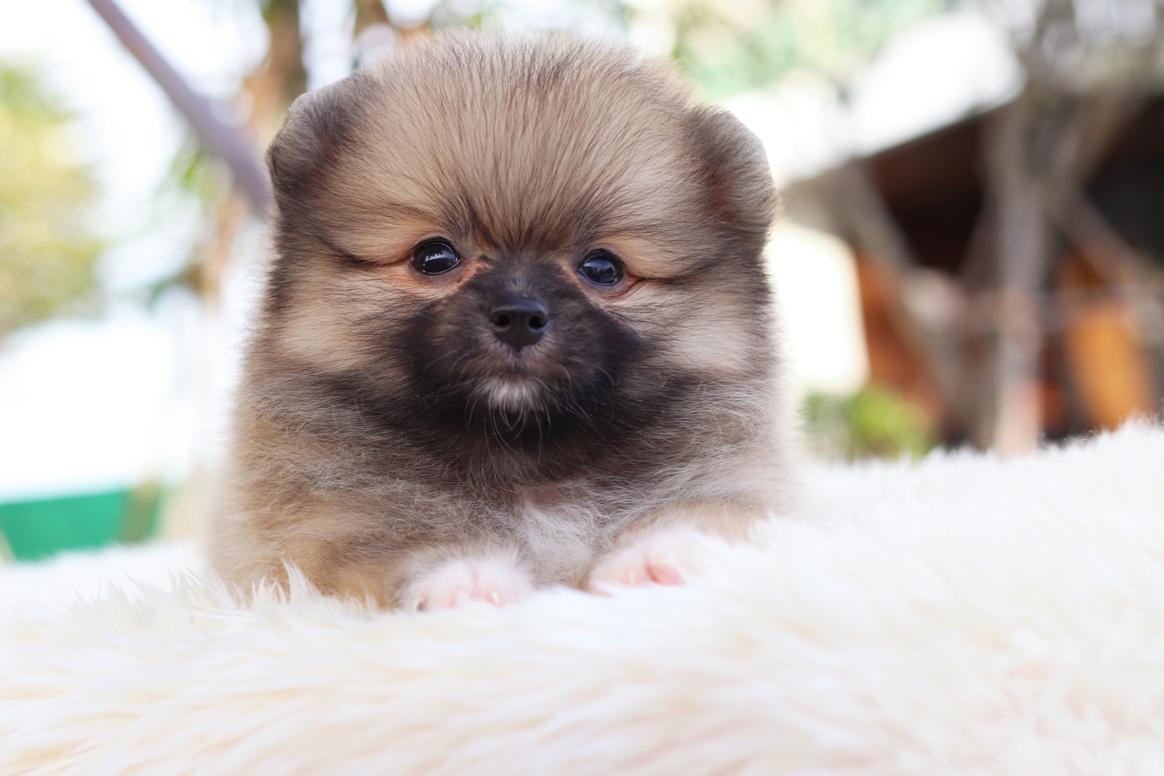 ปอมเมอเรเนียน เพศผู้ สีส้ม