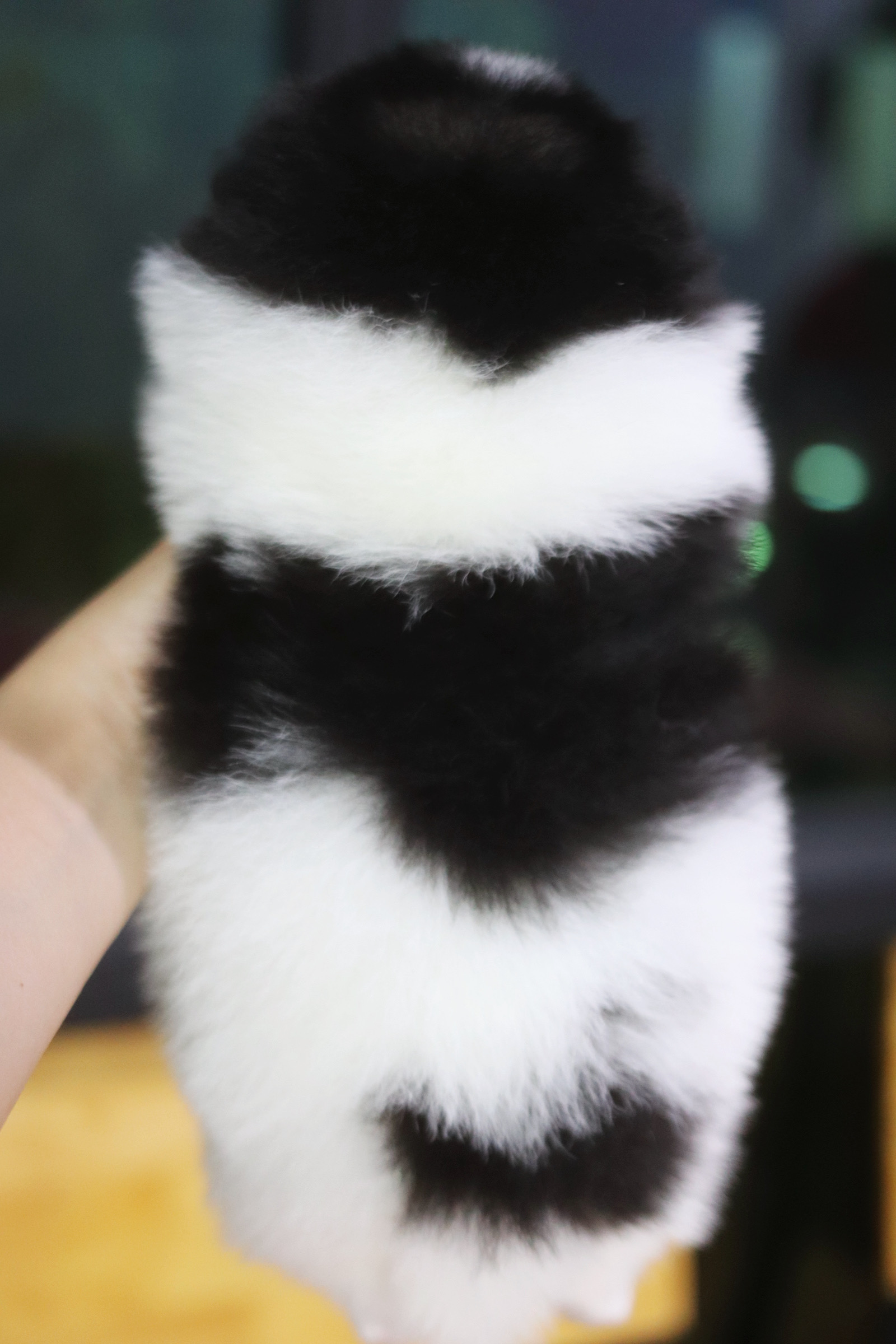 ปอมเมอเรเนียน เพศเมีย สีไตรคัลเลอร์ เกรดโชว์