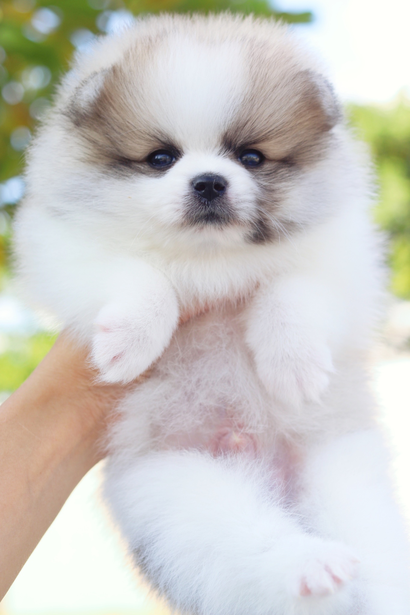 ปอมเมอเรเนียน เพศผู้สีแฟนซี