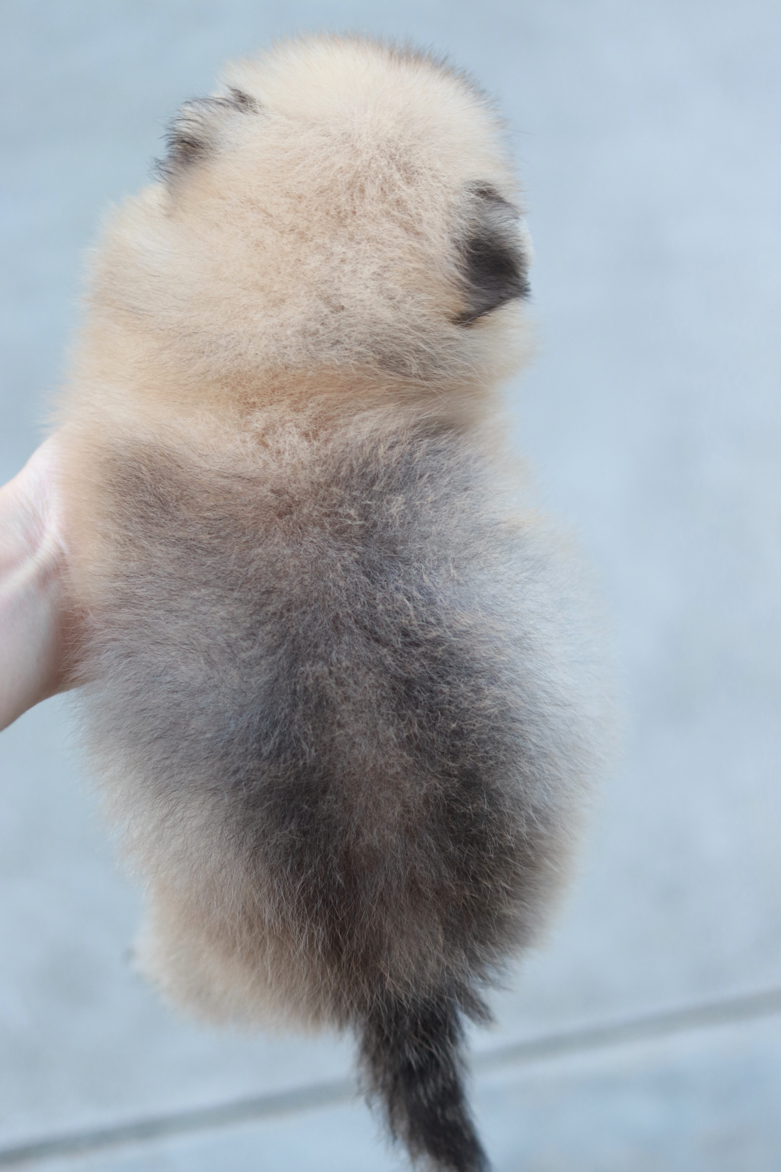 ปอมเมอเรเนียน เพศผู้ สีส้ม