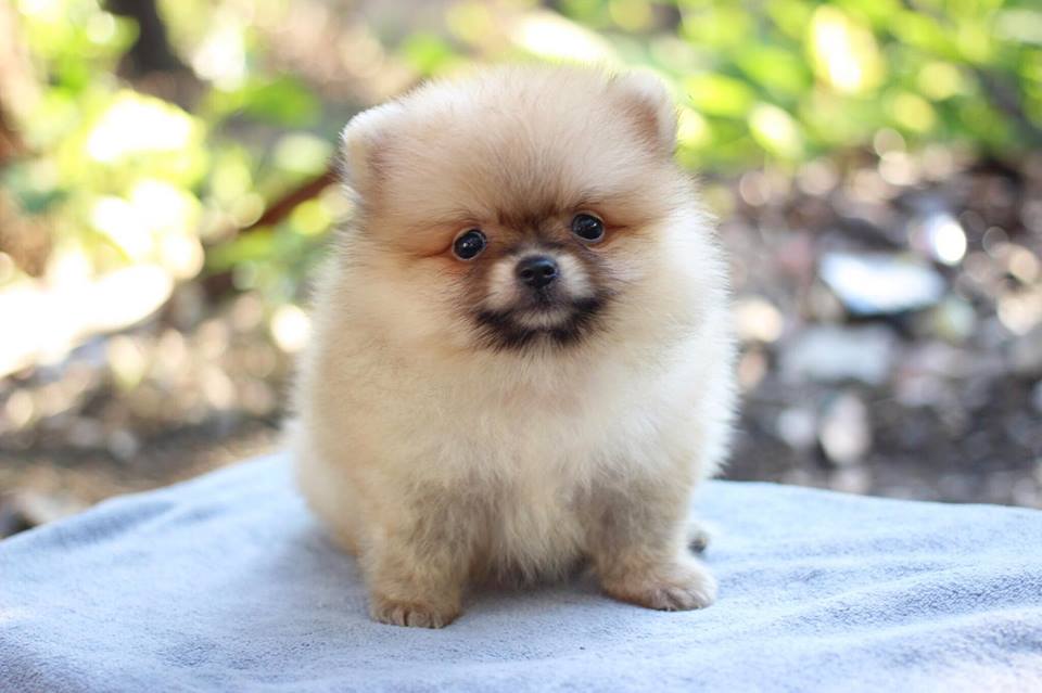 ปอมเมอเรเนียน เพศผู้