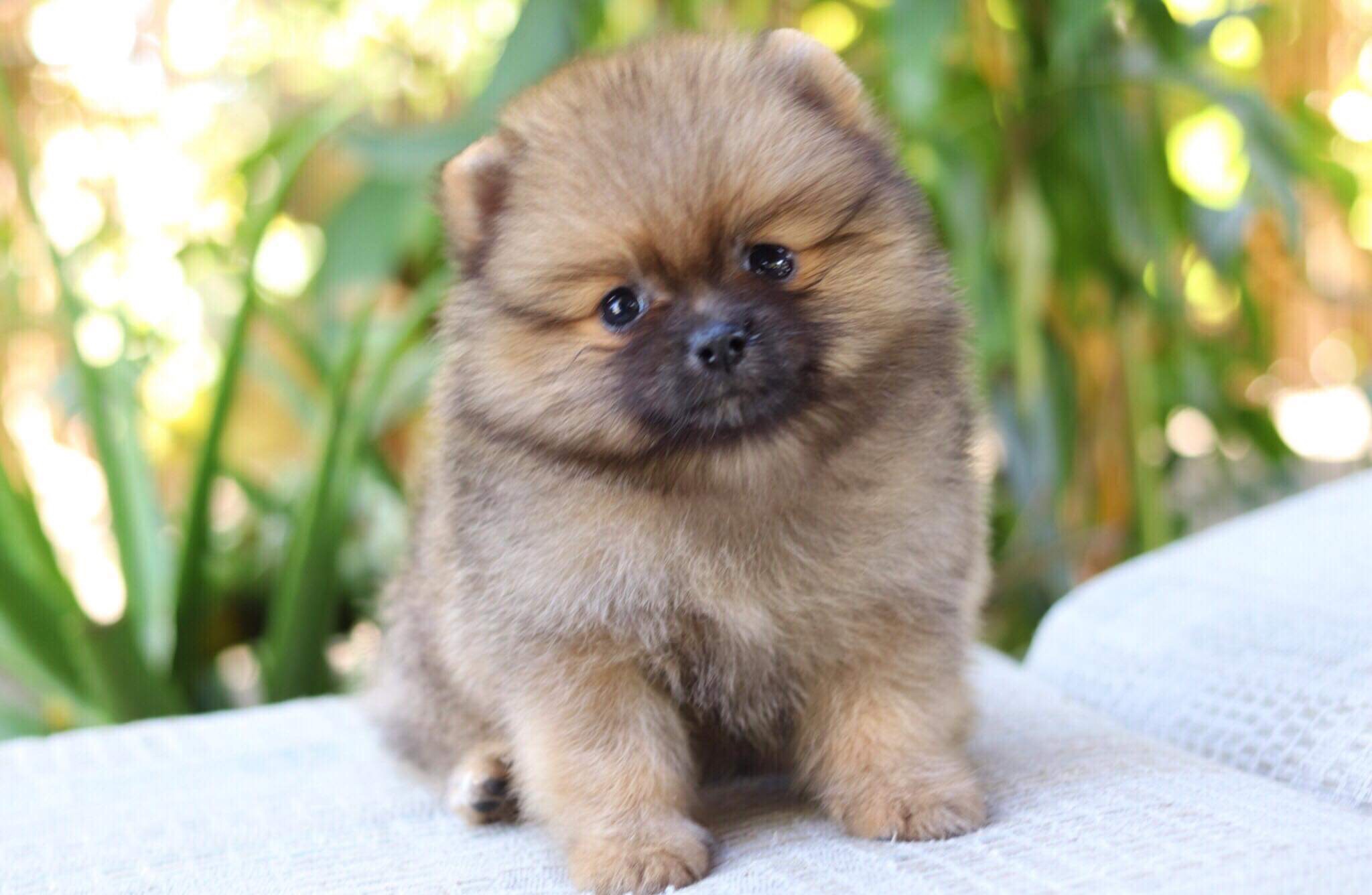 ปอมเมอเรเนียน เพศผู้