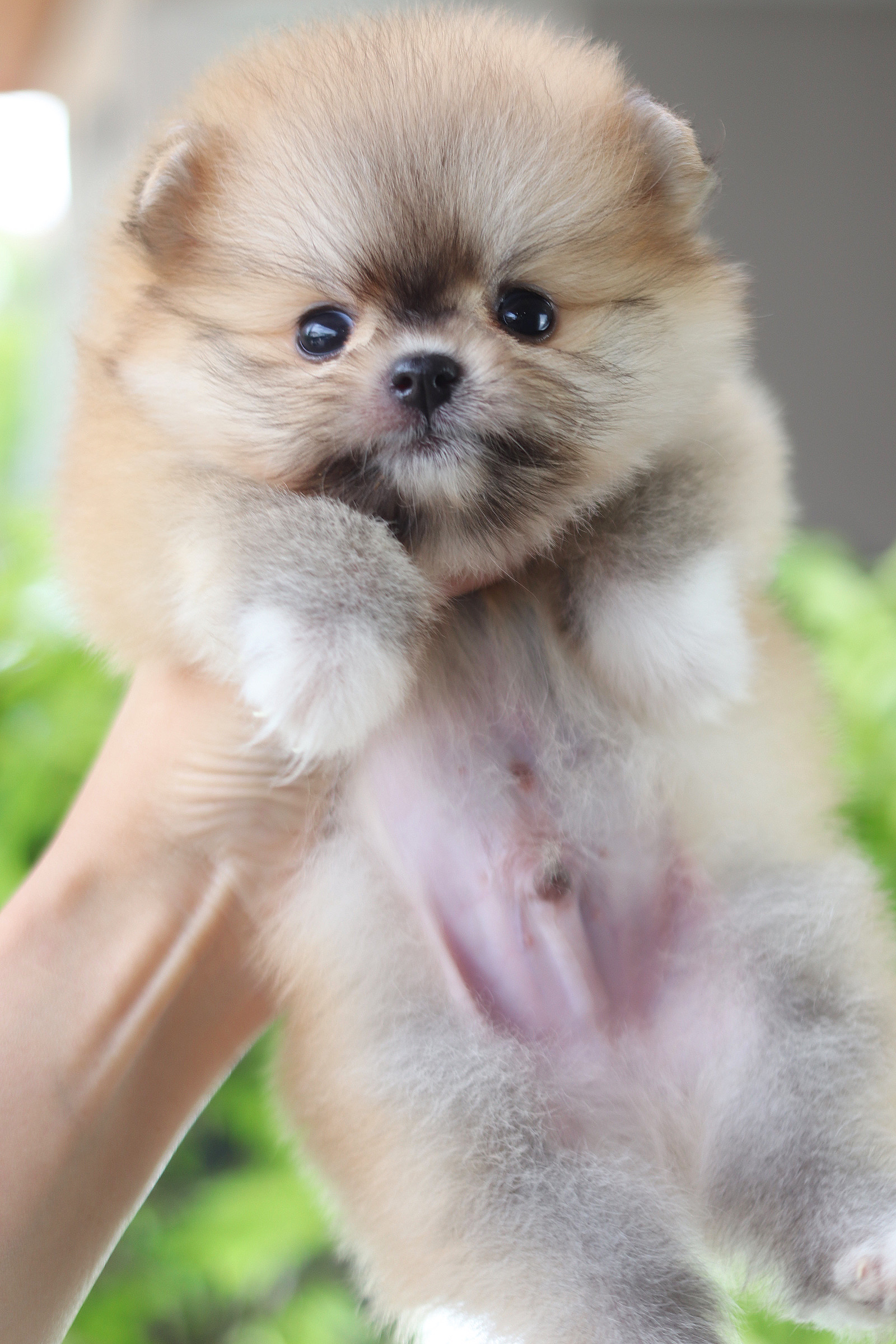 ปอมเมอเรเนียน เพศผู้สีส้มเกรดโชว์