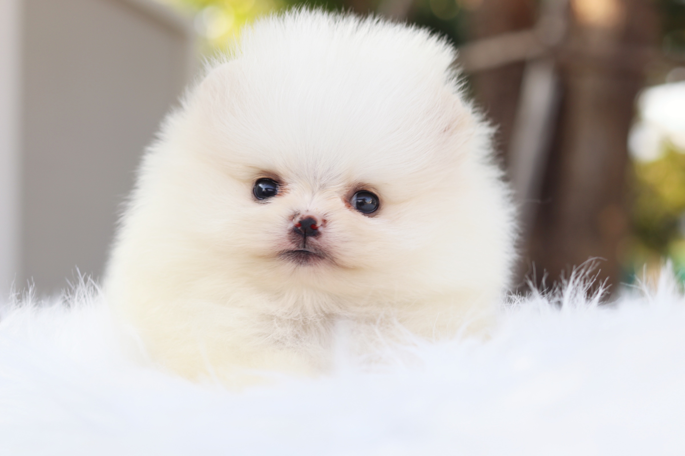 ปอมเมอเรเนียน เพศเมียสีขาวครีมเกรดโชว์