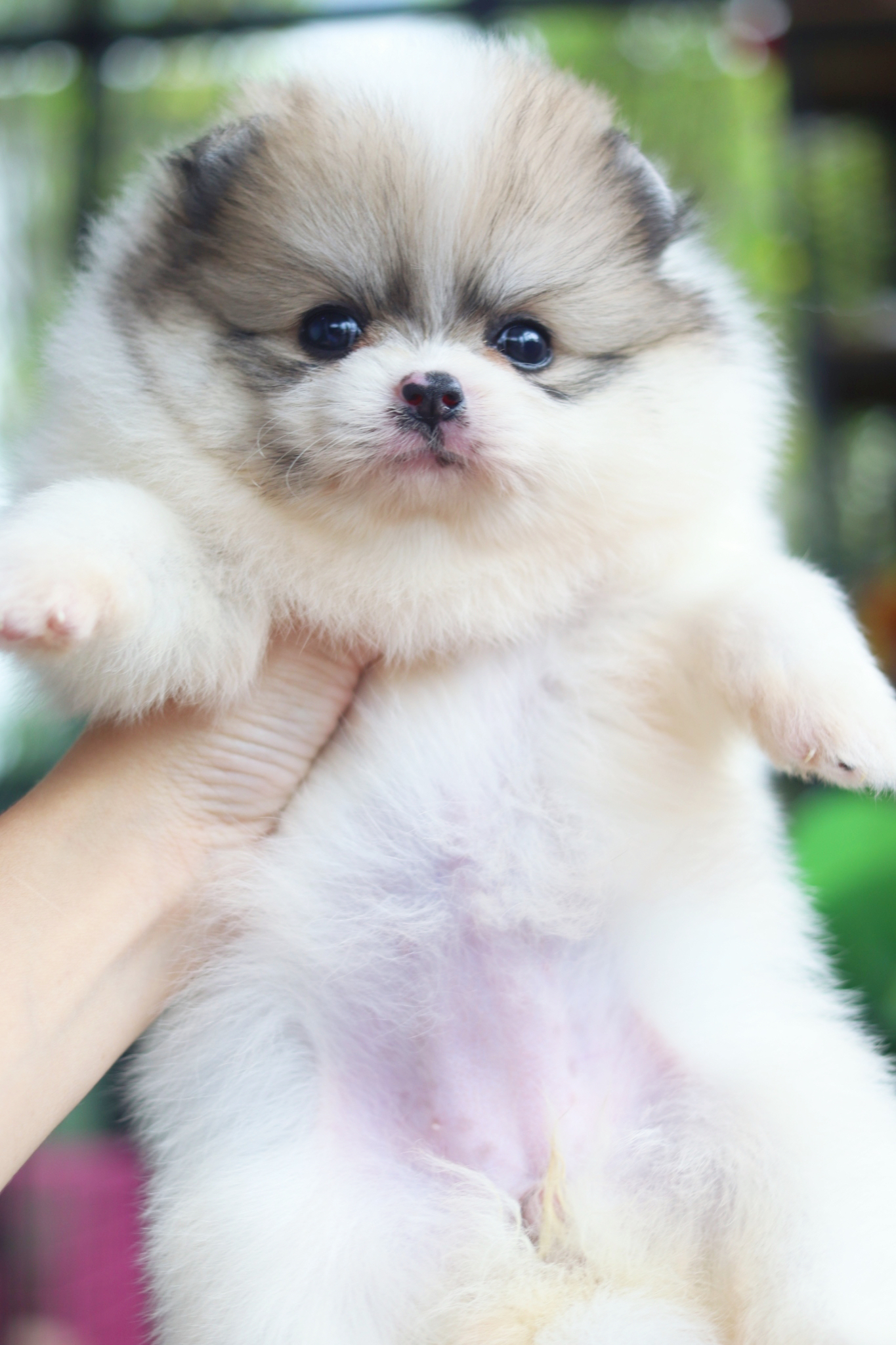 ปอมเมอเรเนียน เพศเมียสีแฟนซี