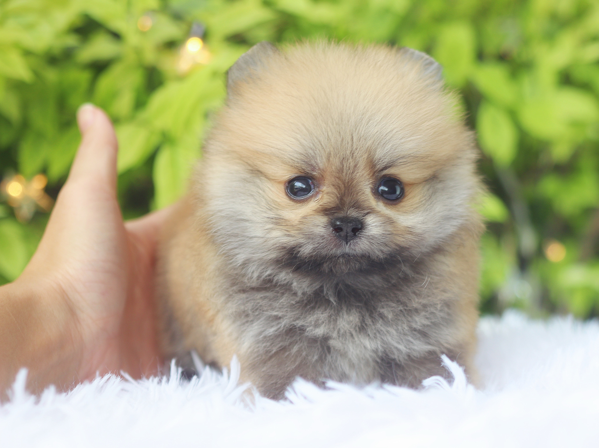 ปอมเมอเรเนียน เพศผู้สีส้ม