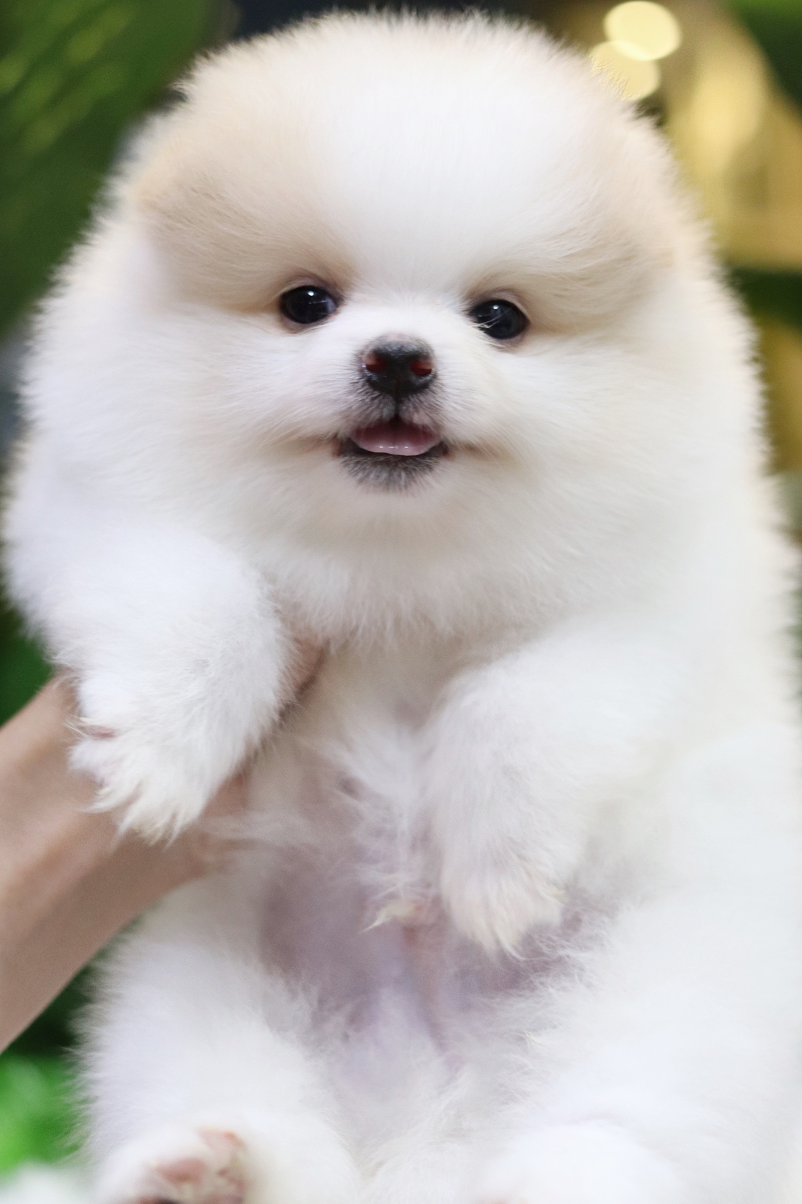 ปอมเมอเรเนียน เพศผู้ขาวครีม