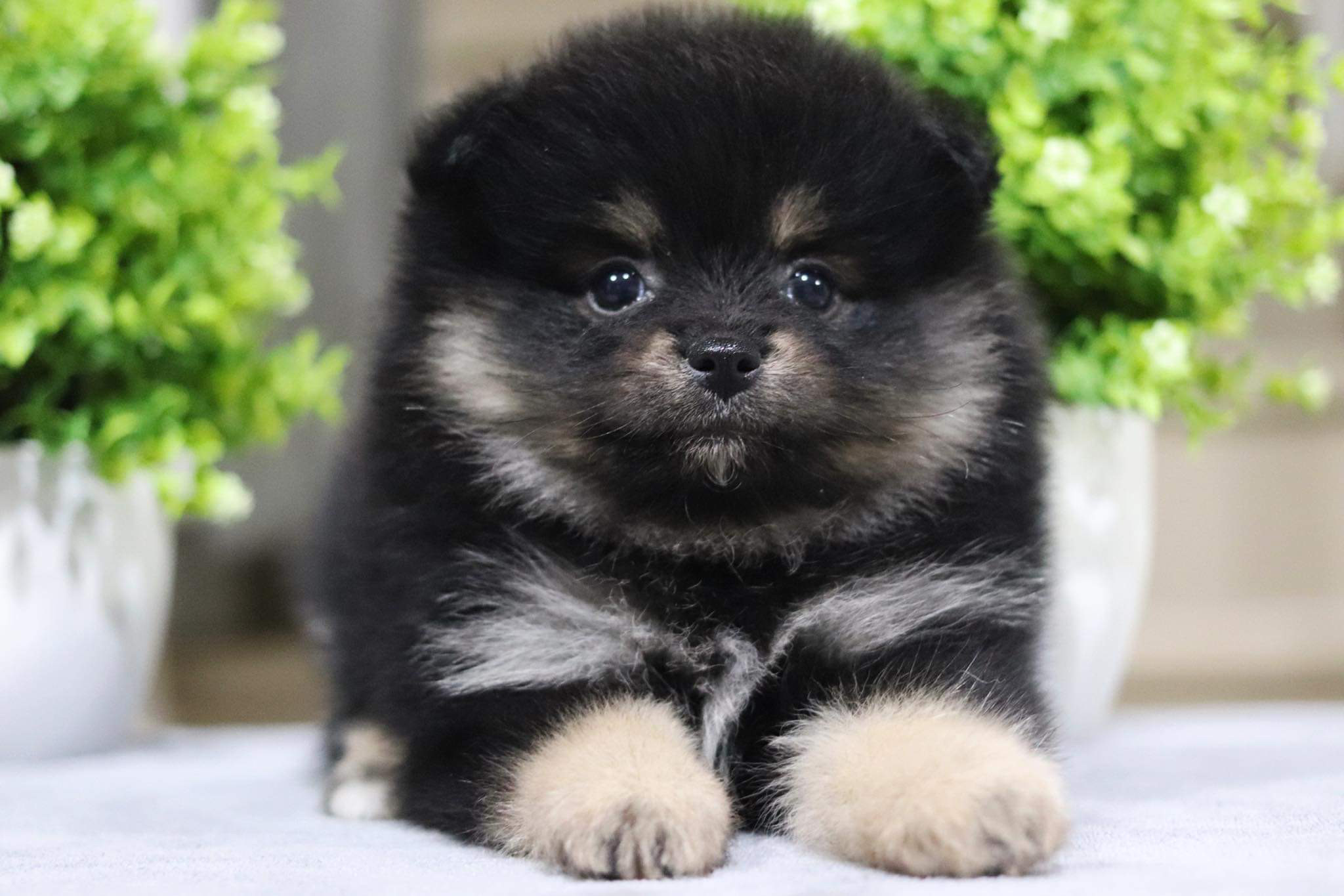 ปอมเมอเรเนียน เพศเมีย