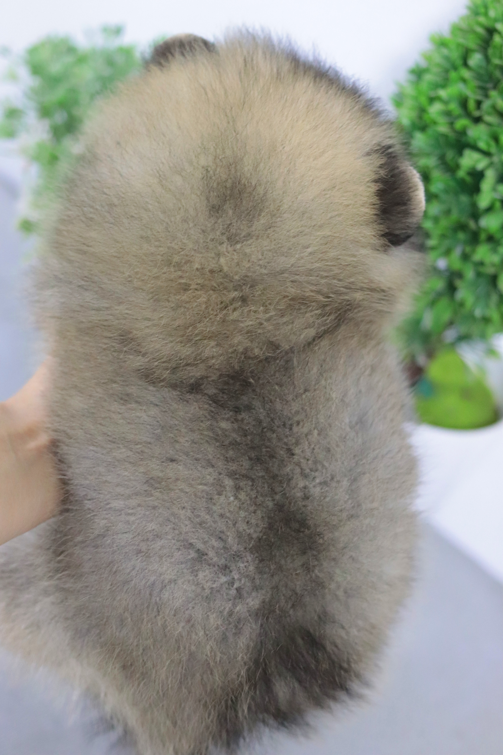 ปอมเมอเรเนียน เพศเมียส้ม