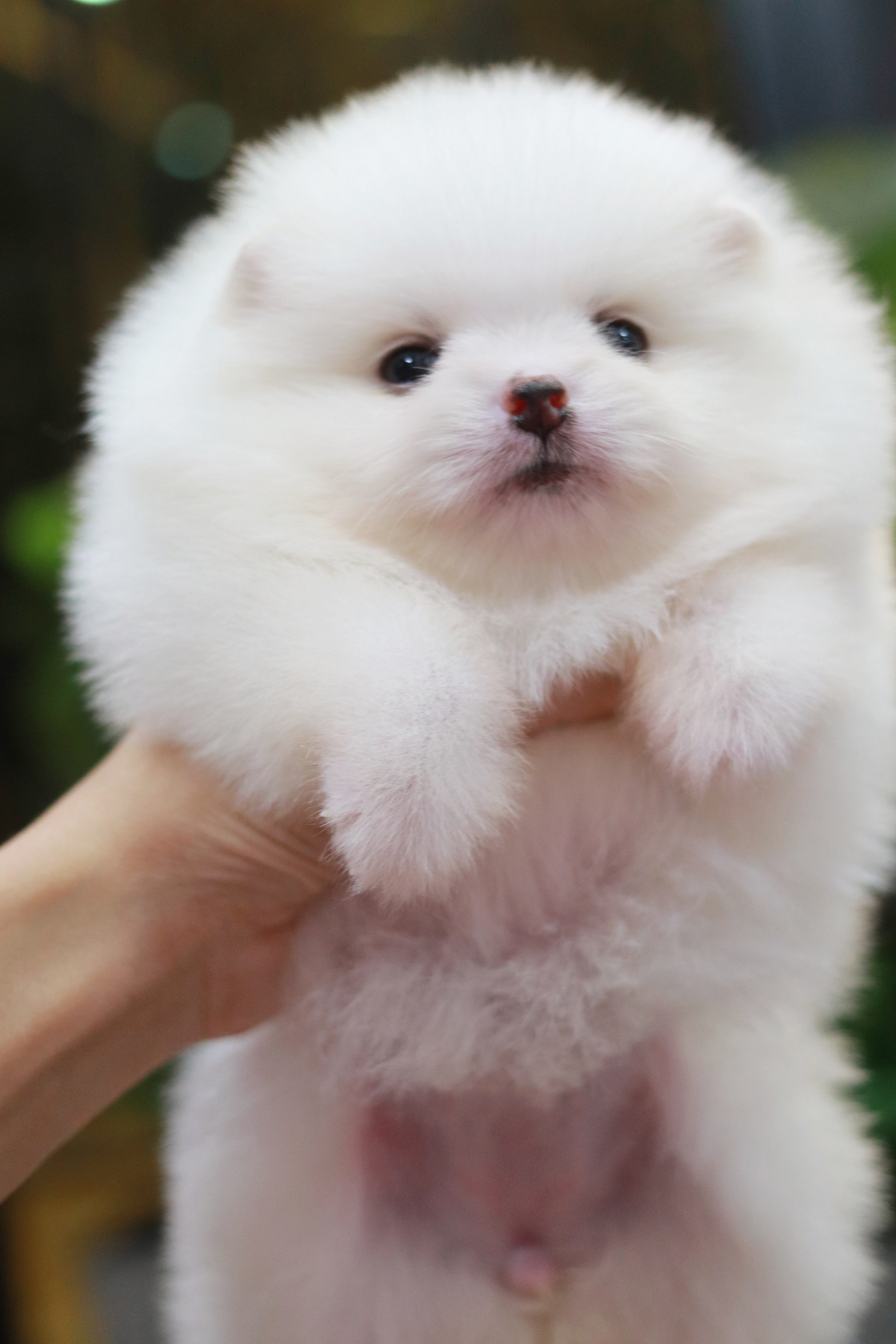 ปอมเมอเรเนียน เพศเมียสีขาว