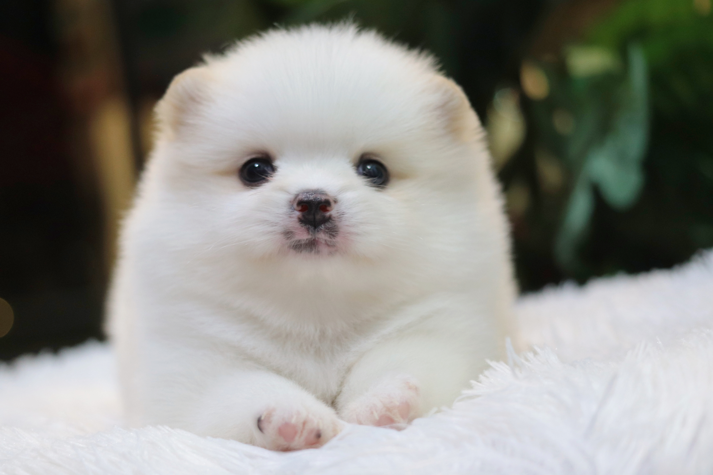 ปอมเมอเรเนียน เพศผู้ขาว