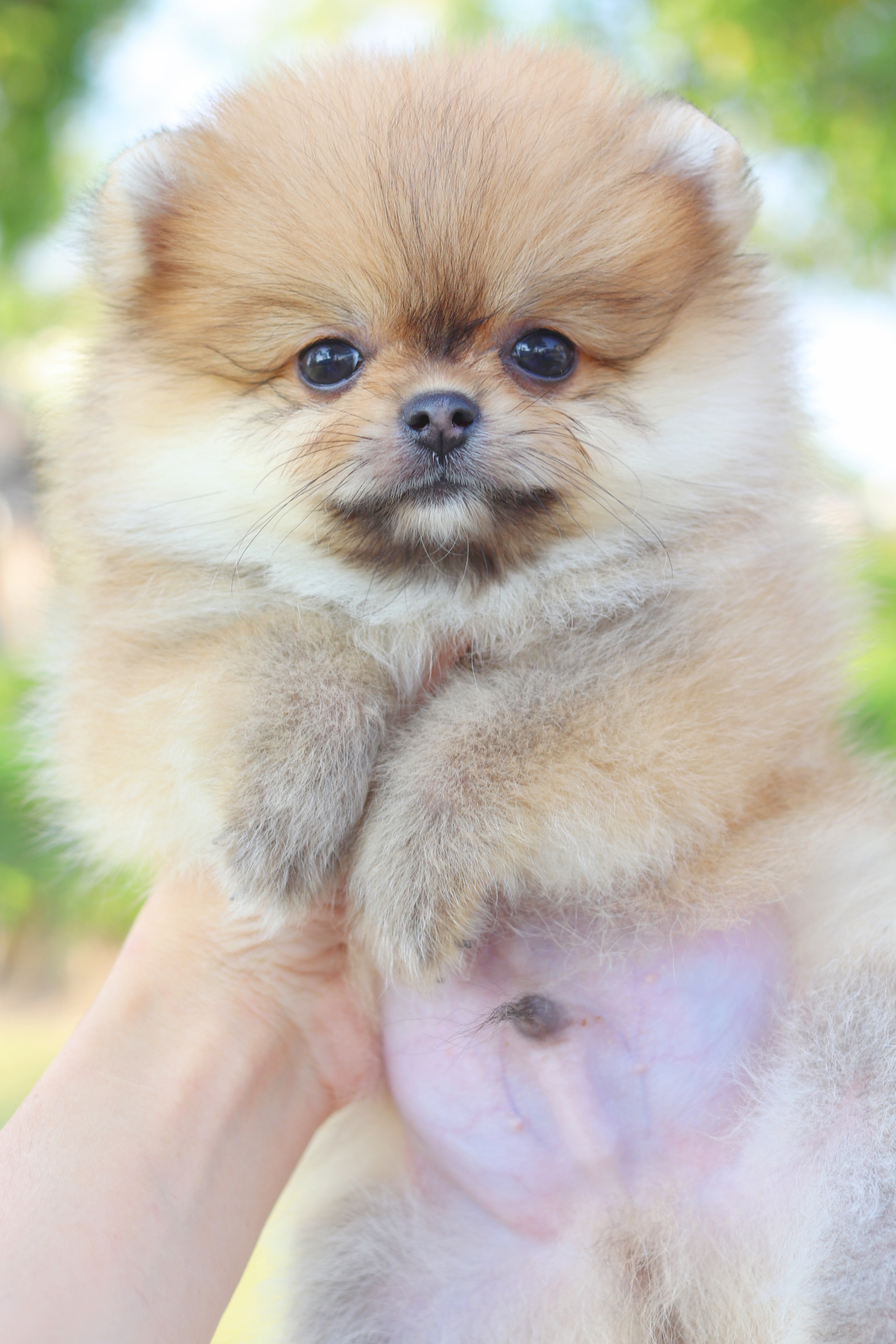 ปอมเมอเรเนียน เพศผู้สีส้ม