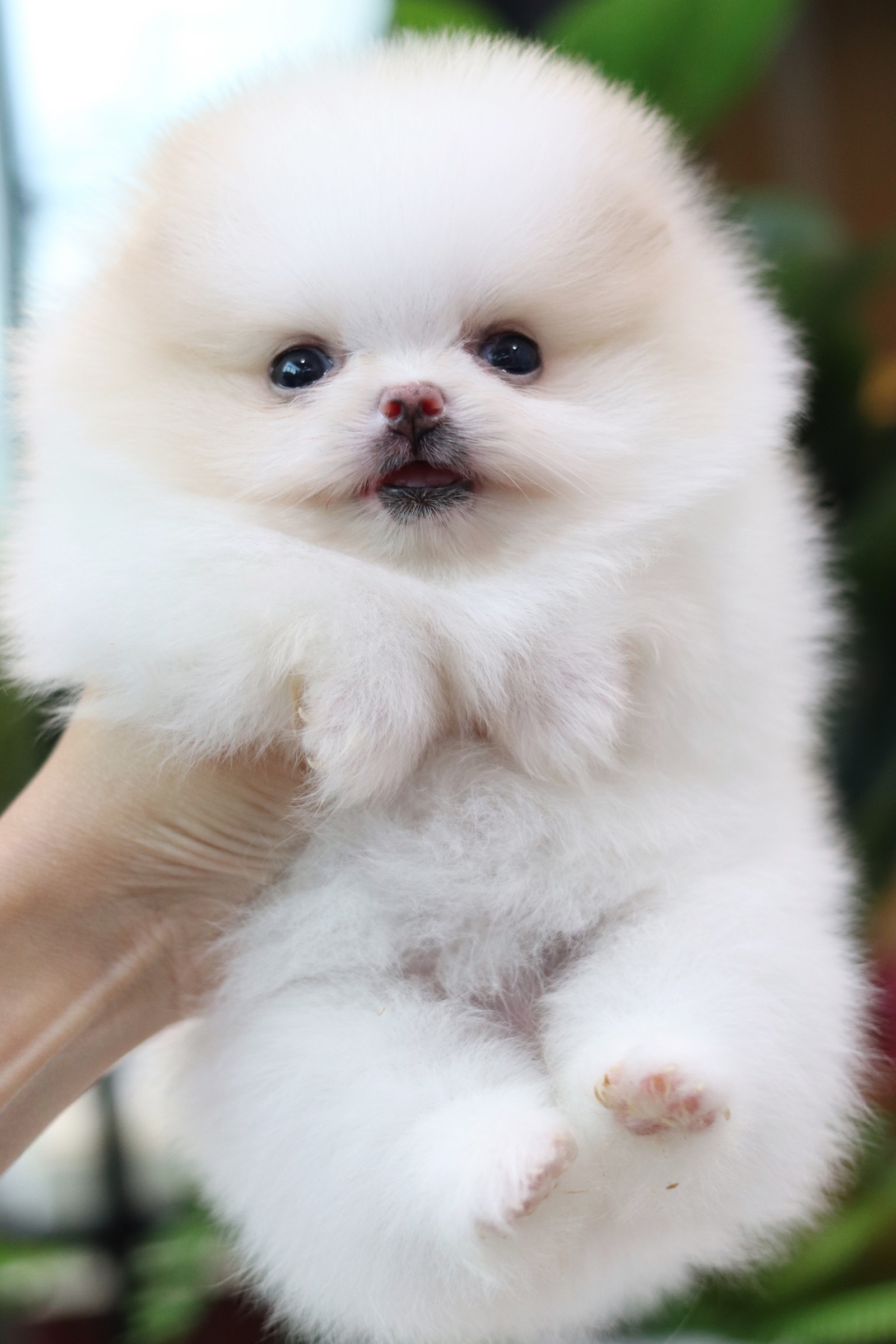 ปอมเมอเรเนียน เพศเมียขาวครีม