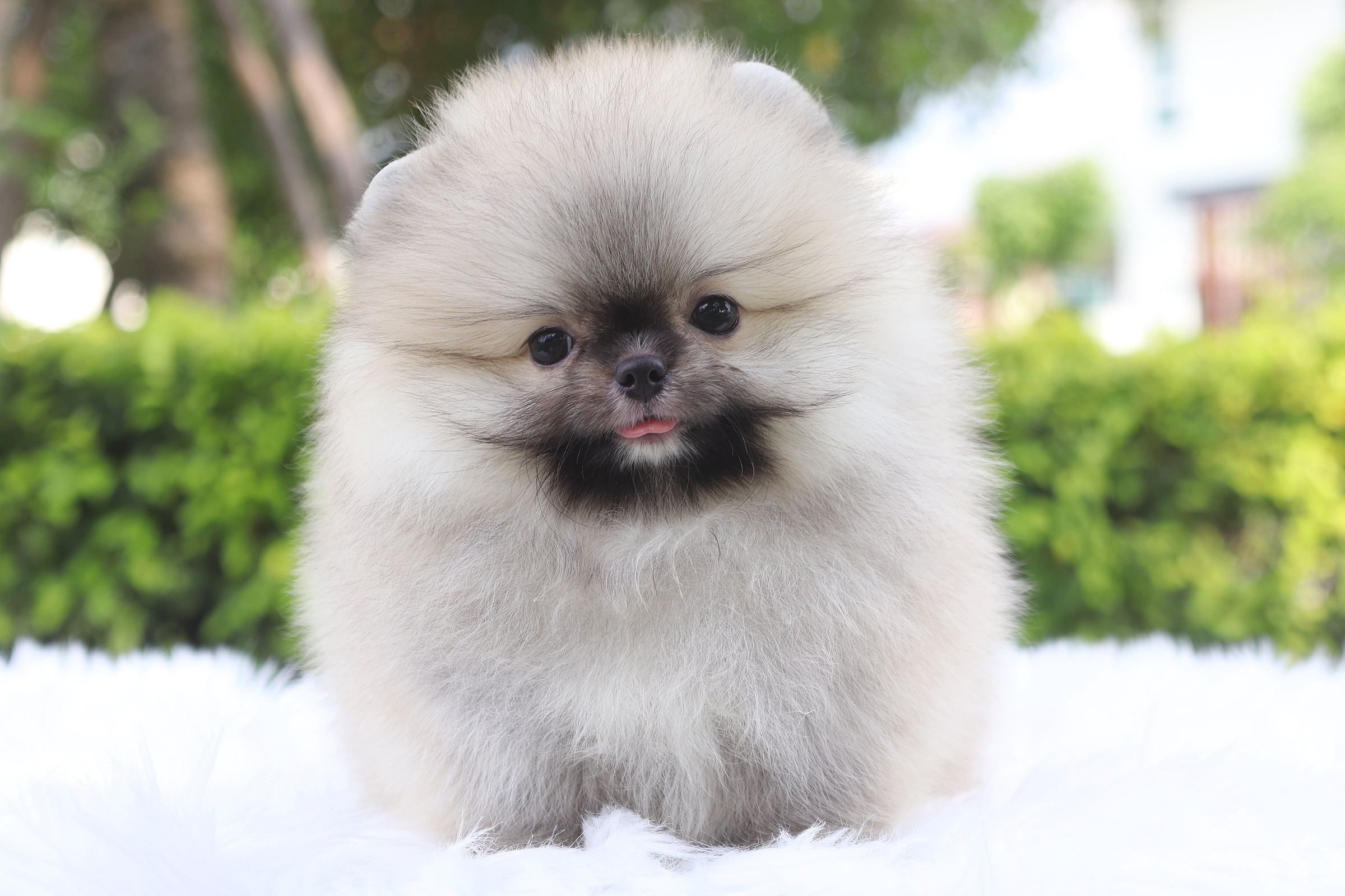 ปอมเมอเรเนียน เพศผู้สีส้ม เกรดโชว์