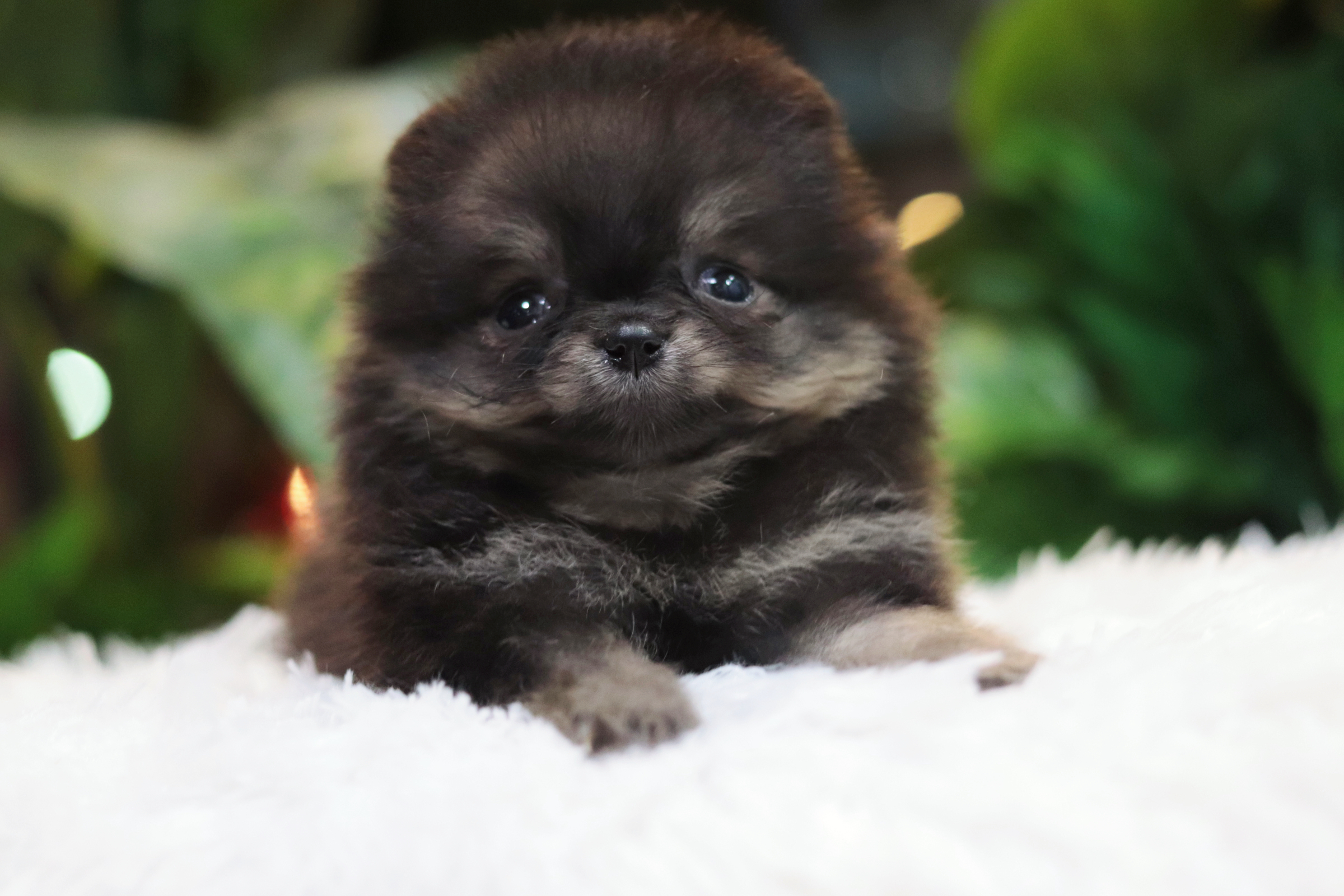 ปอมเมอเรเนียน เพศเมียแบล็คแทนทีคัพ