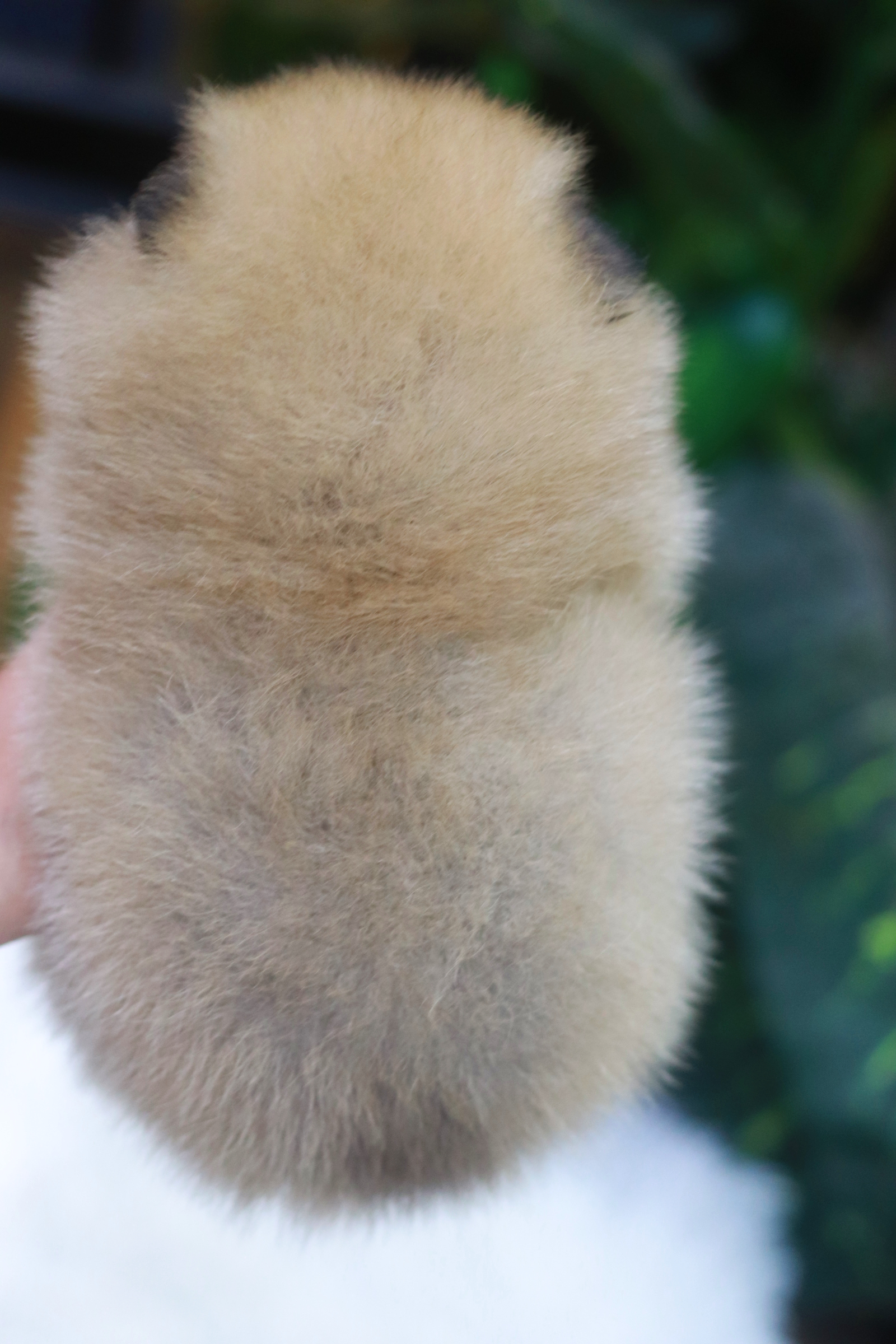 ปอมเมอเรเนียน เพศเมียสีส้มหน้าตุ๊กตา