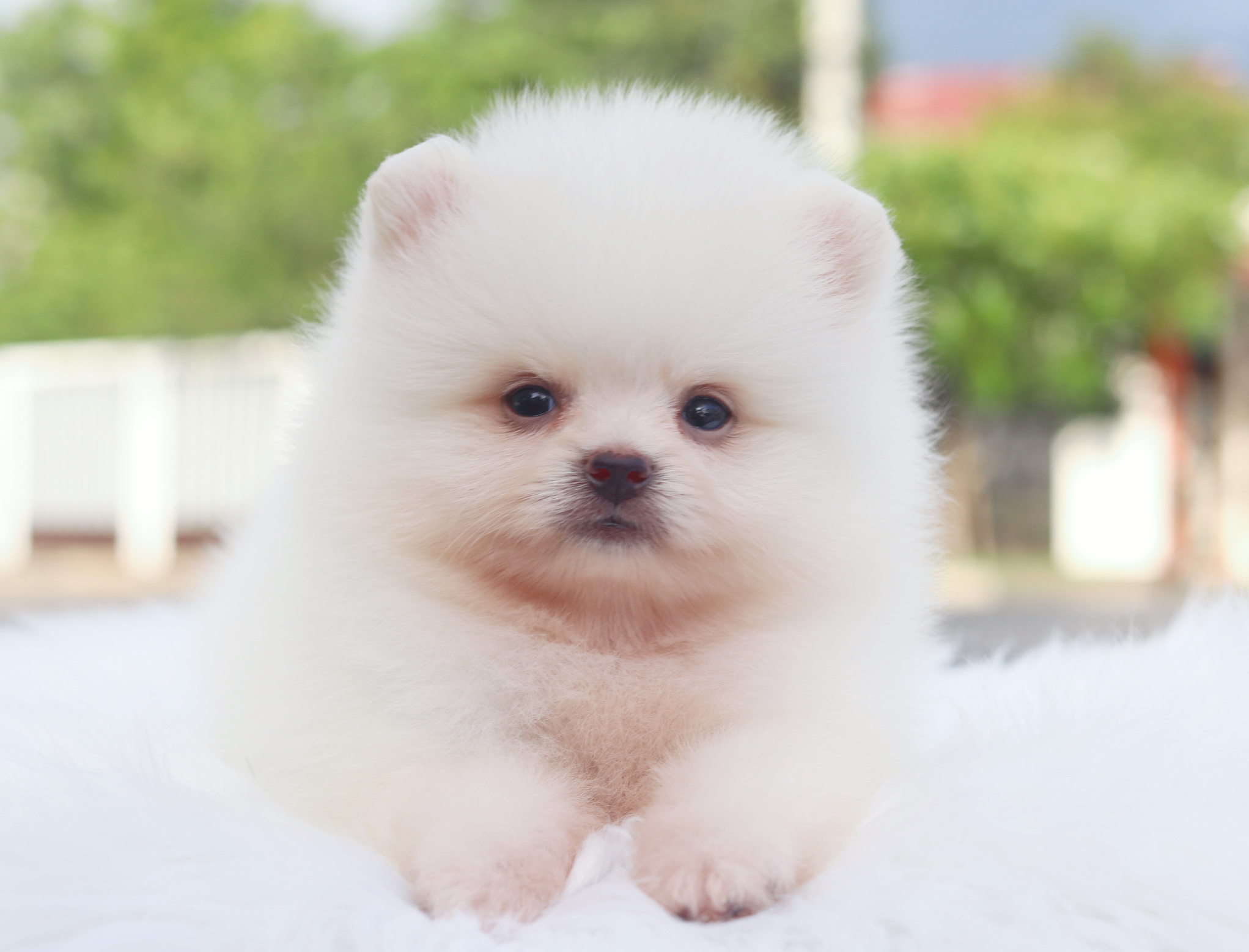 ปอมเมอเรเนียน เพศผู้สีขาวครีม