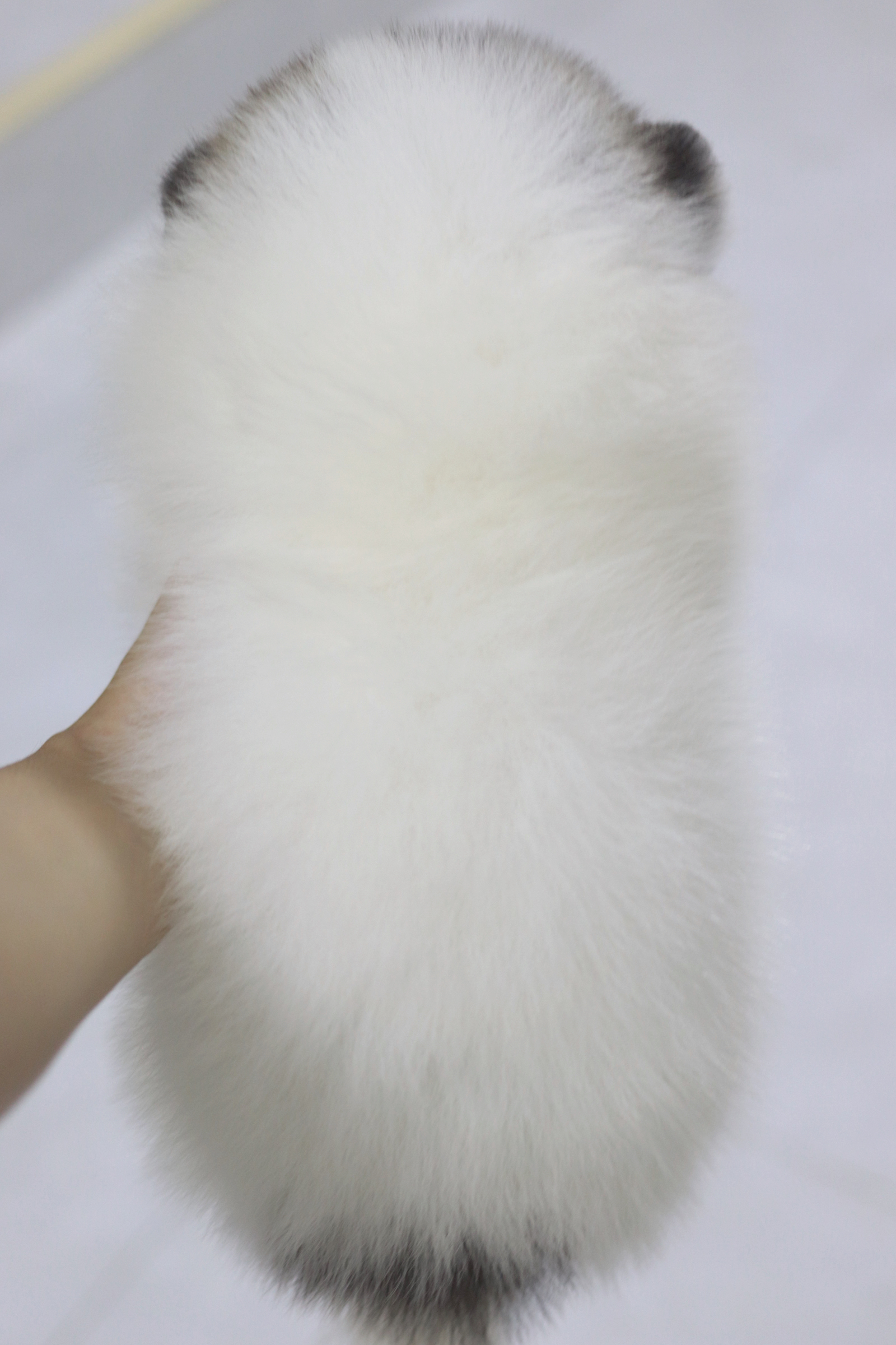 ปอมเมอเรเนียน เพศผู้ สีแฟนซี