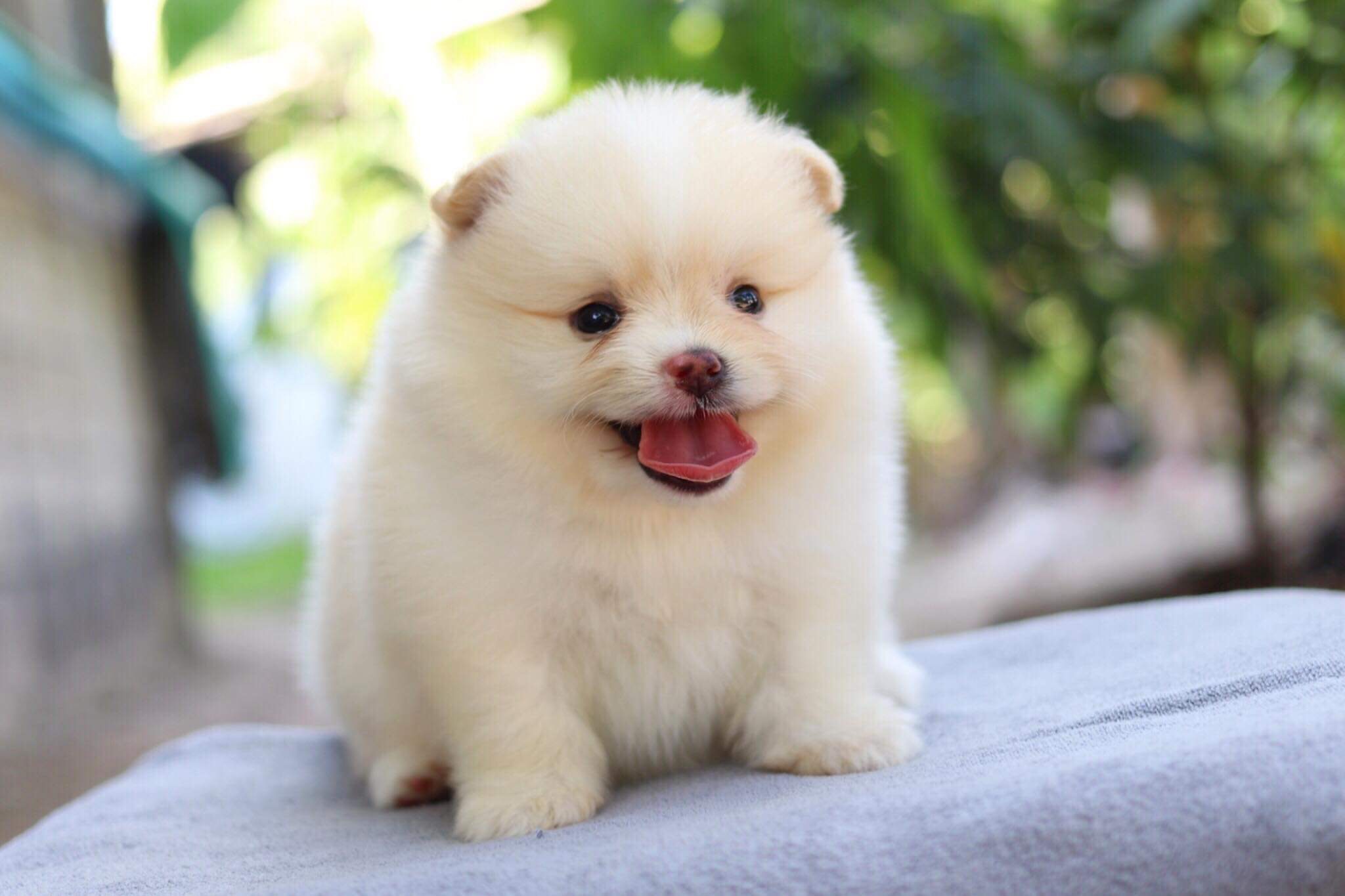 ปอมเมอเรเนียน เพศผู้