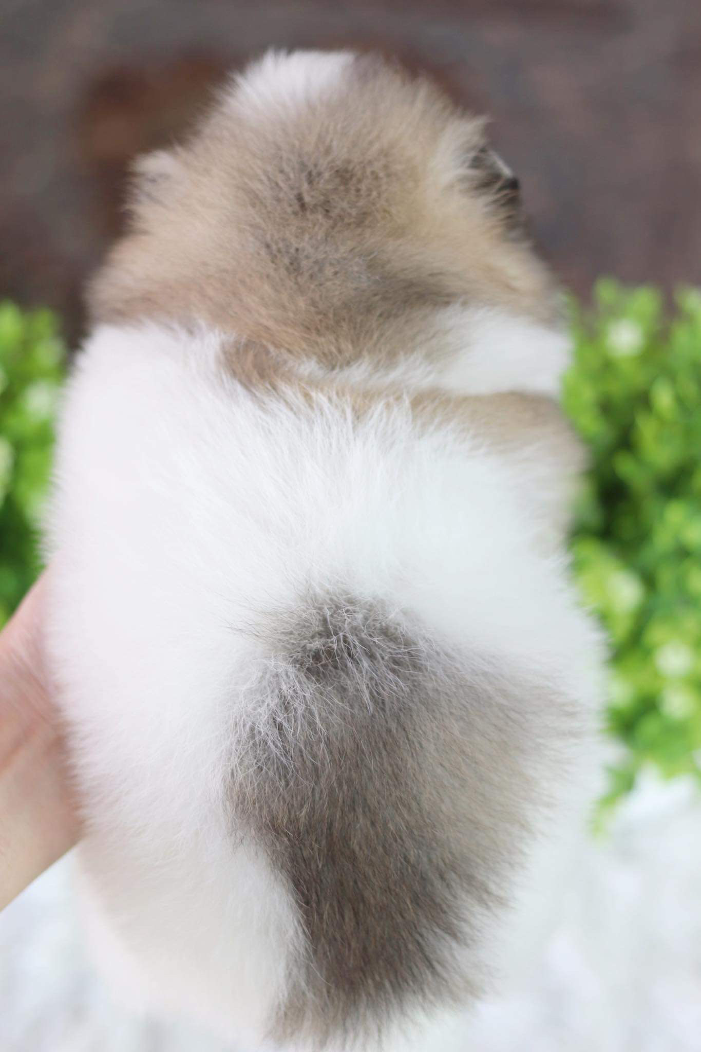 ปอมเมอเรเนียน เพศเมีย