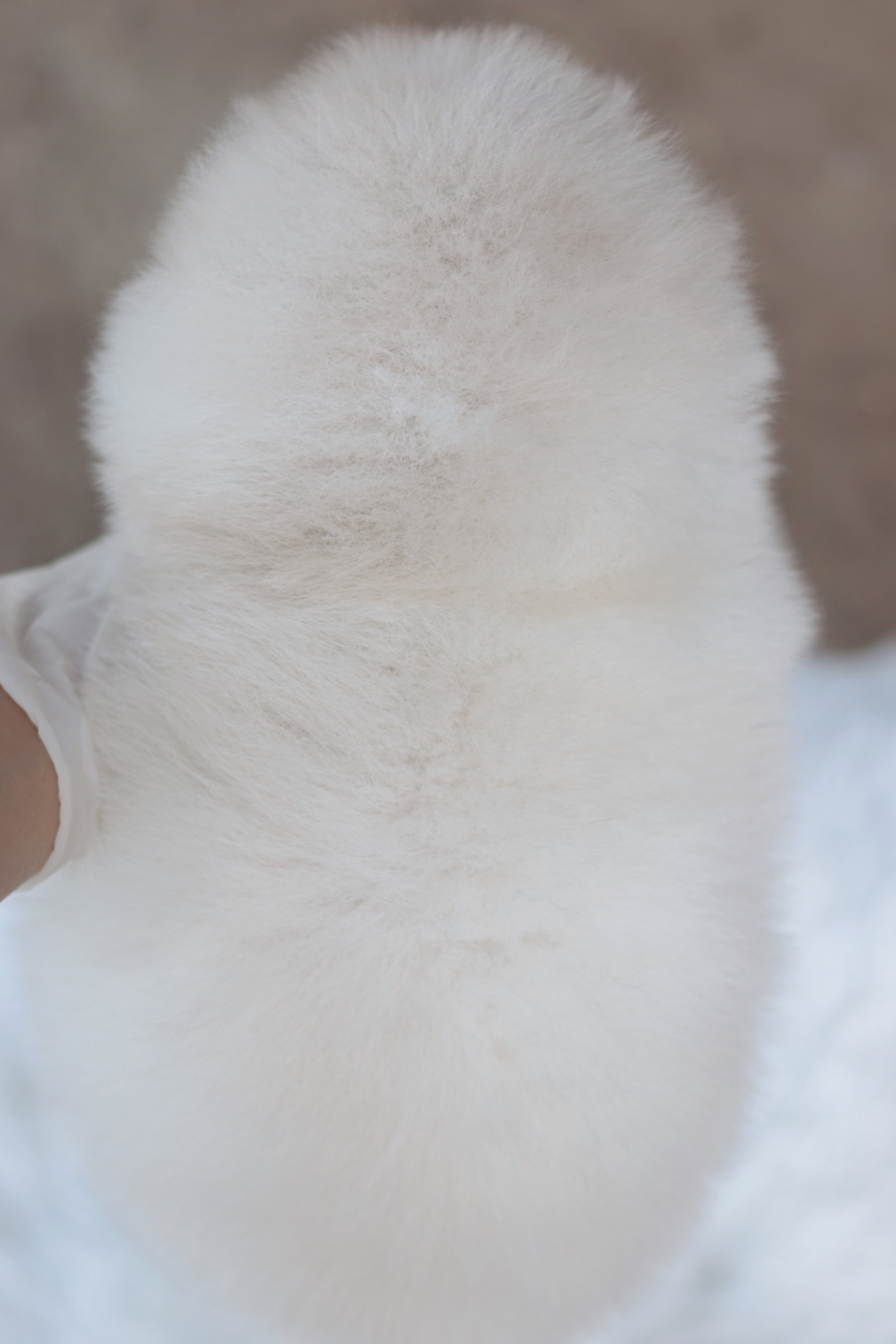 ปอมเมอเรเนียน เพศผู้ ขาวครีม