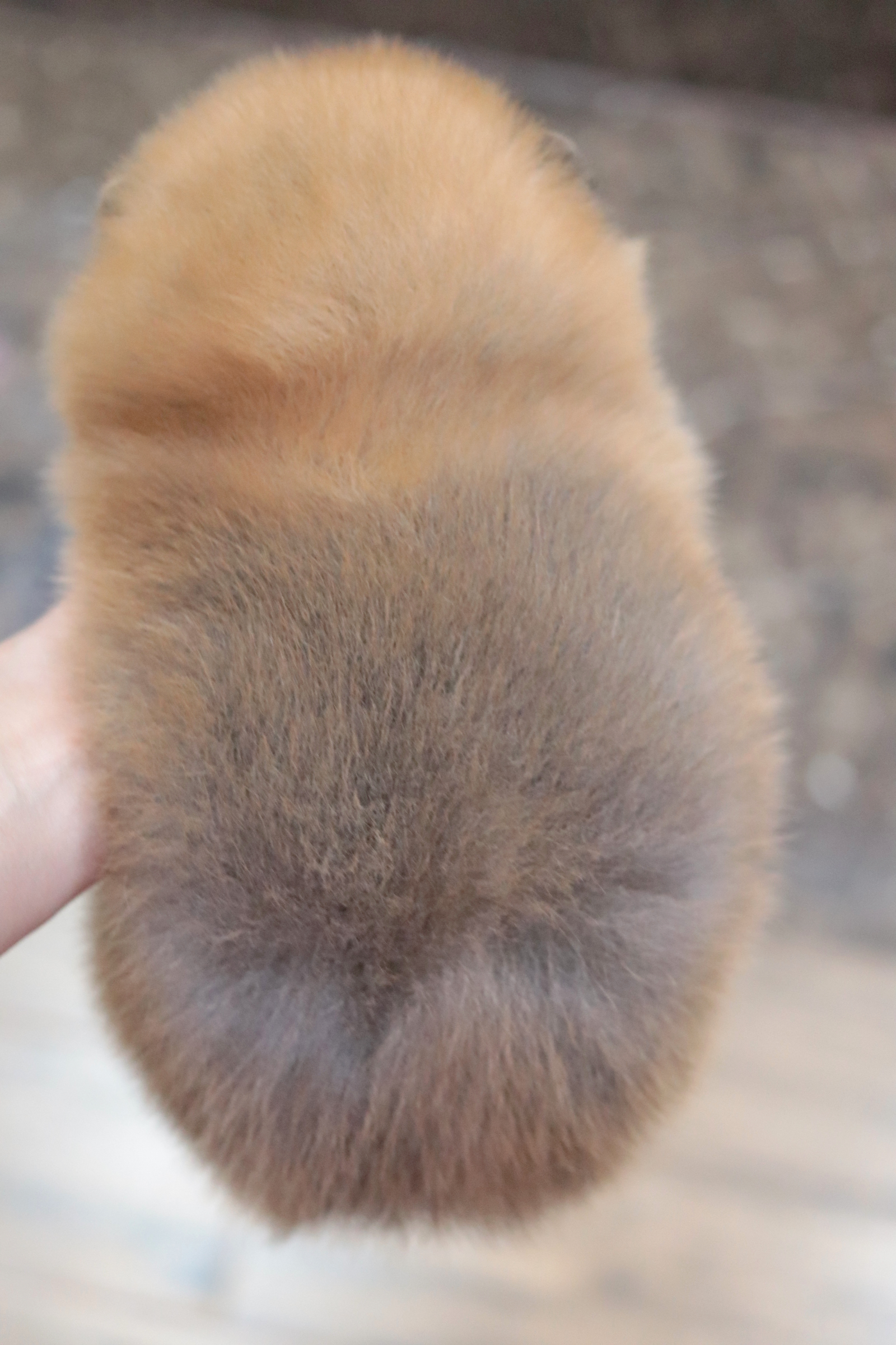 ปอมเมอเรเนียน เพศผู้สีส้ม ขนแน่นๆ