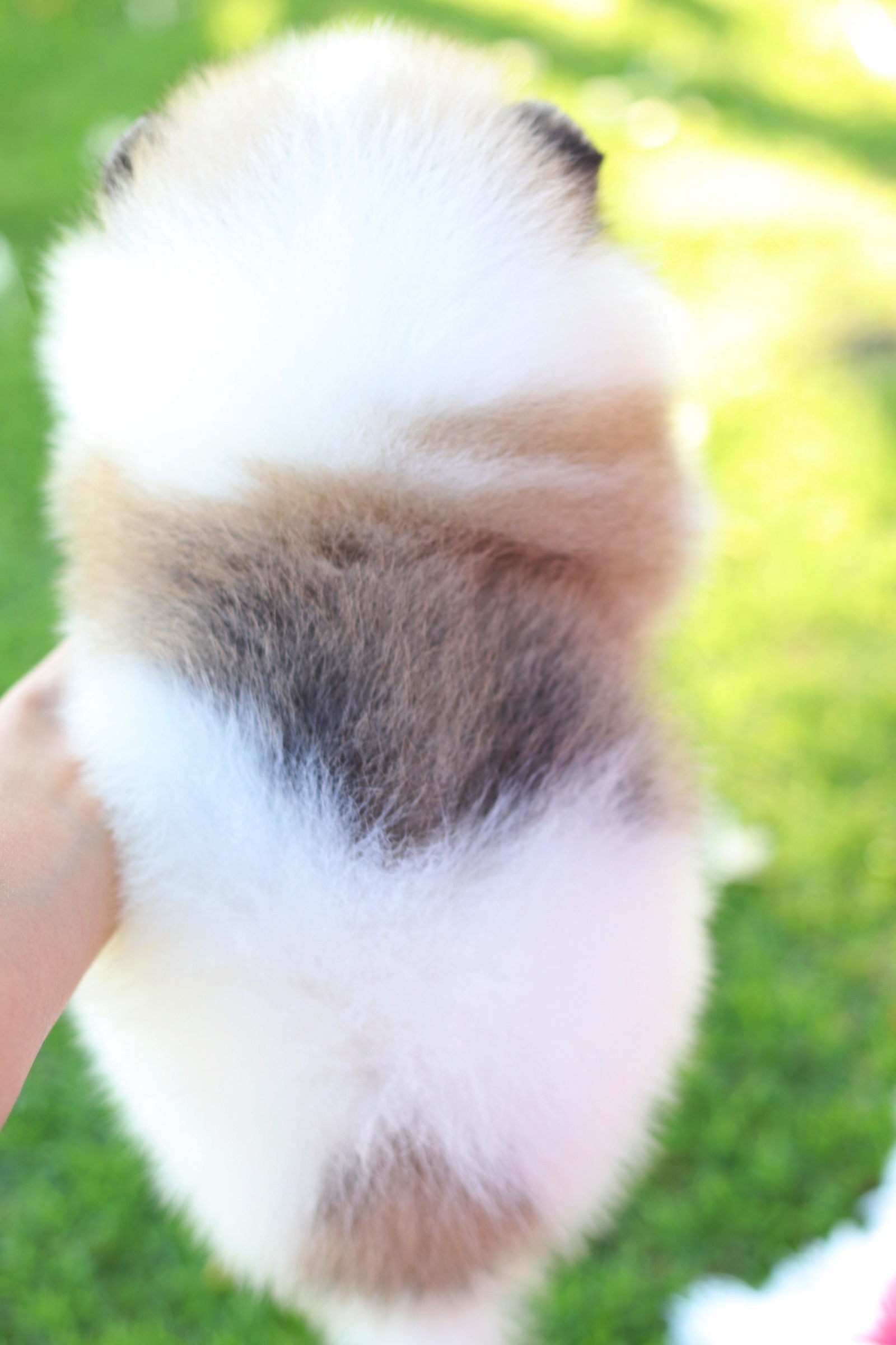 ปอมเมอเรเนียน เพศผู้ แฟนซี