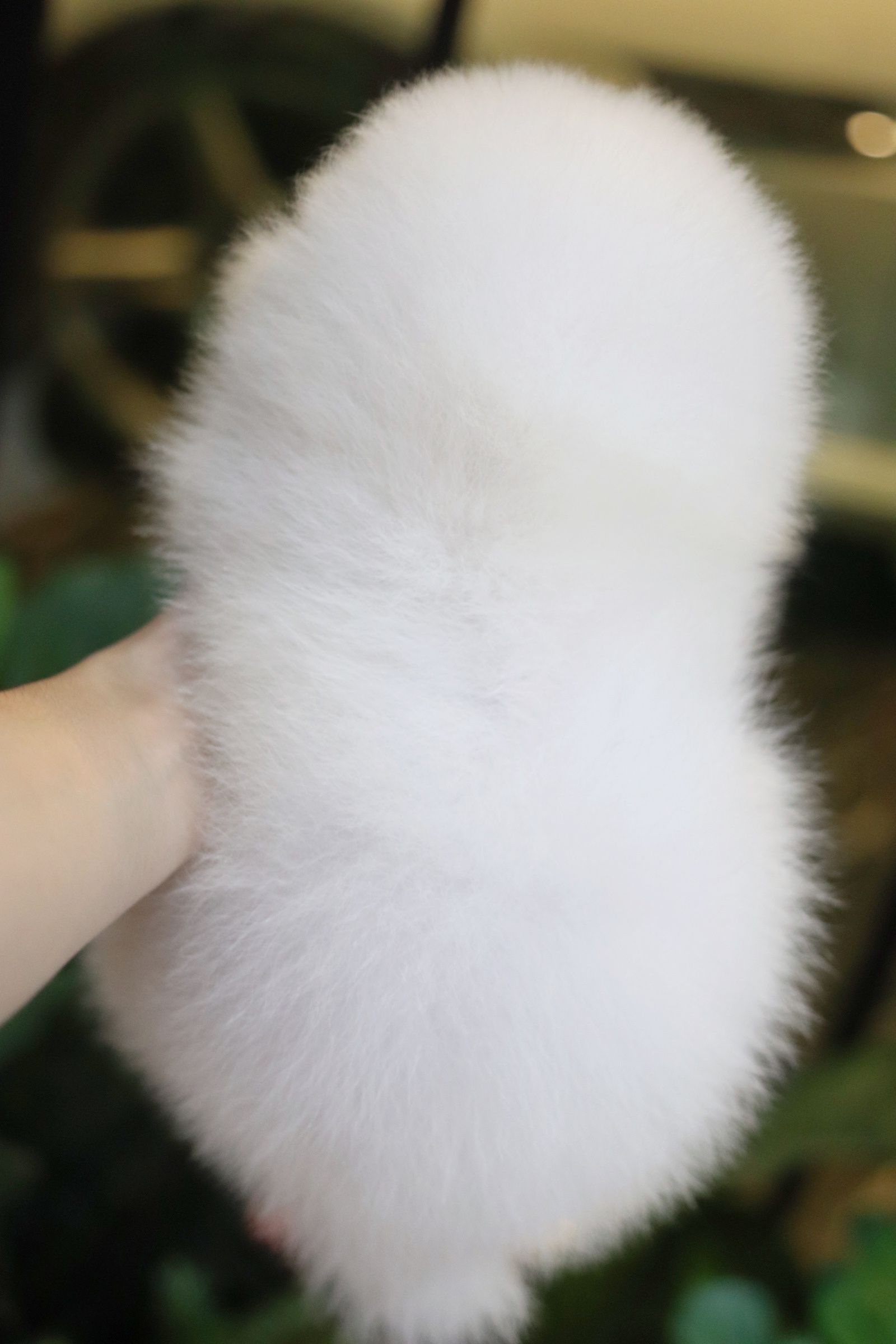 ปอมเมอเรเนียน เพศผู้ สีขาวครีม หน้าฟ็อก