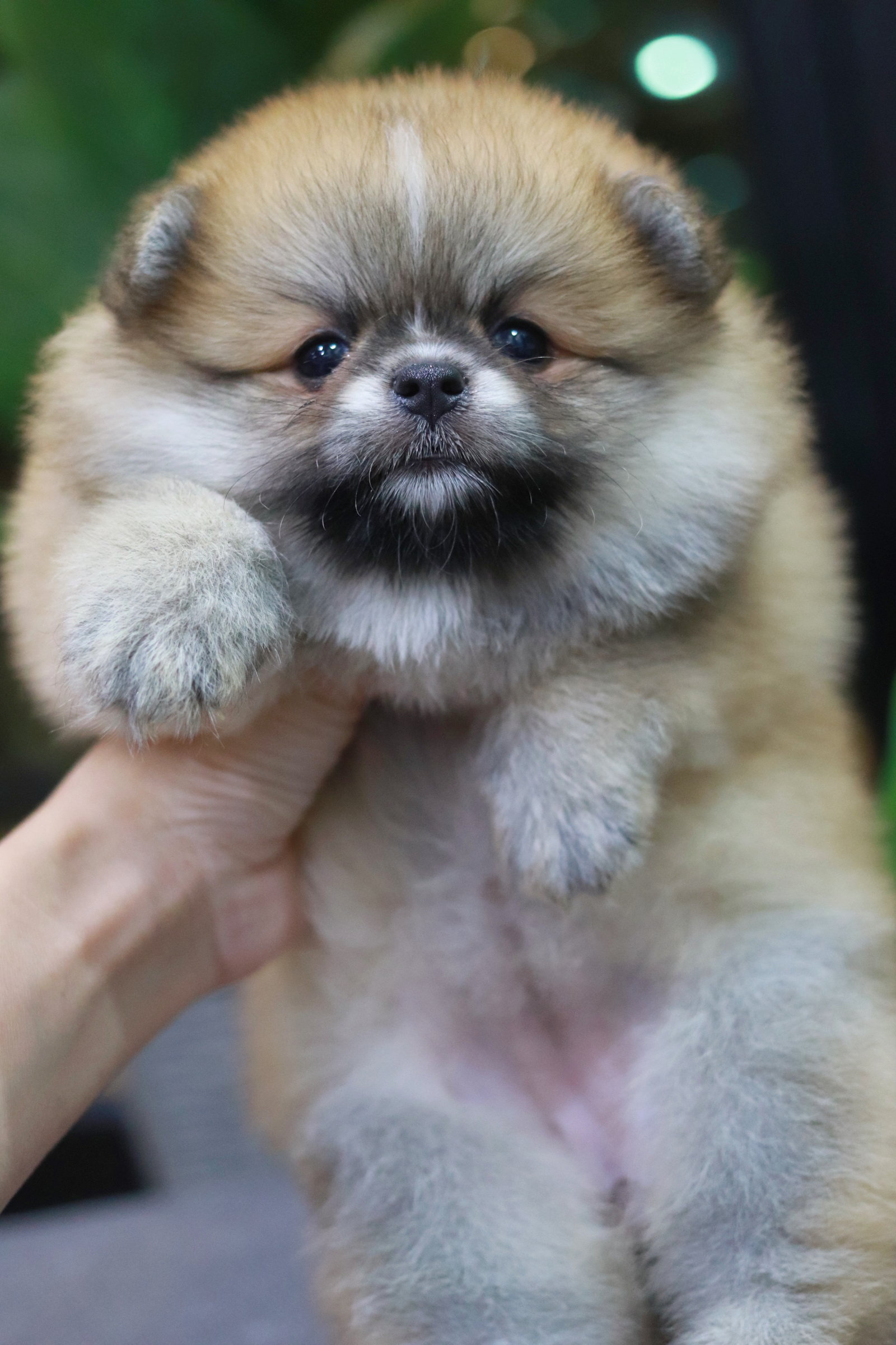 ปอมเมอเรเนียน เพศเมีย สีส้ม