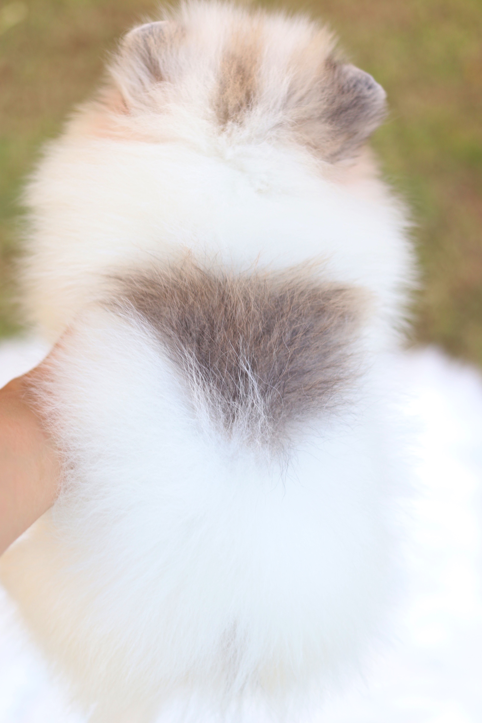 ปอมเมอเรเนียน เพศผู้สีแฟนซี ไซส์เล็ก