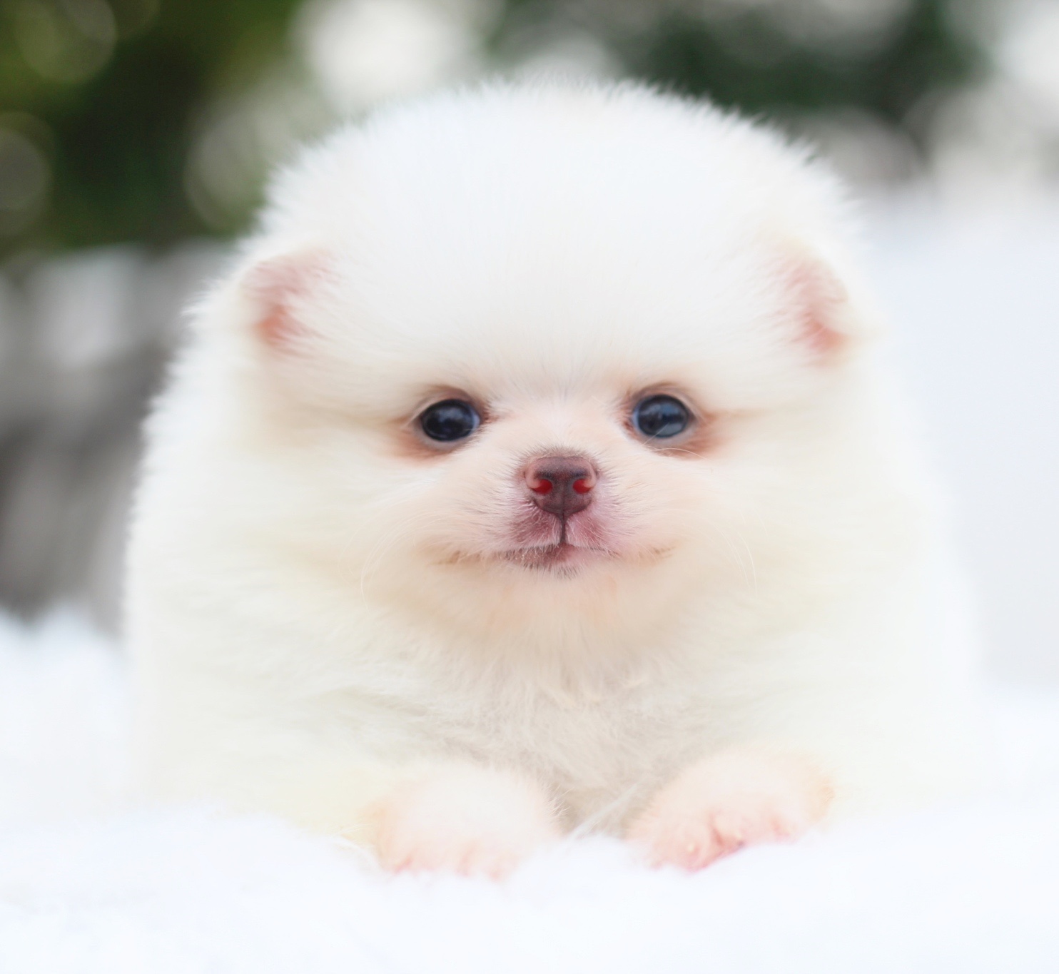 ปอมเมอเรเนียน เพศเมียสีขาวครีม