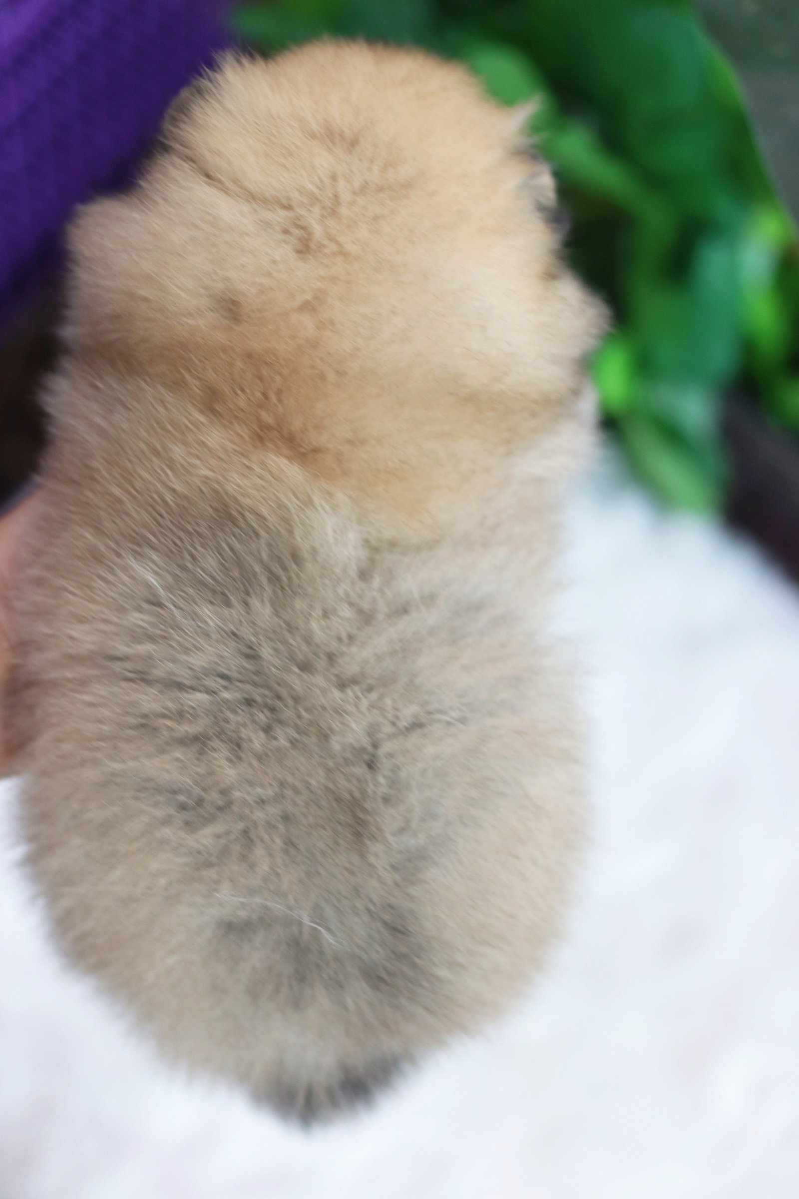 ปอมเมอเรเนียน เพศเมียสีส้ม เกรดโชว์