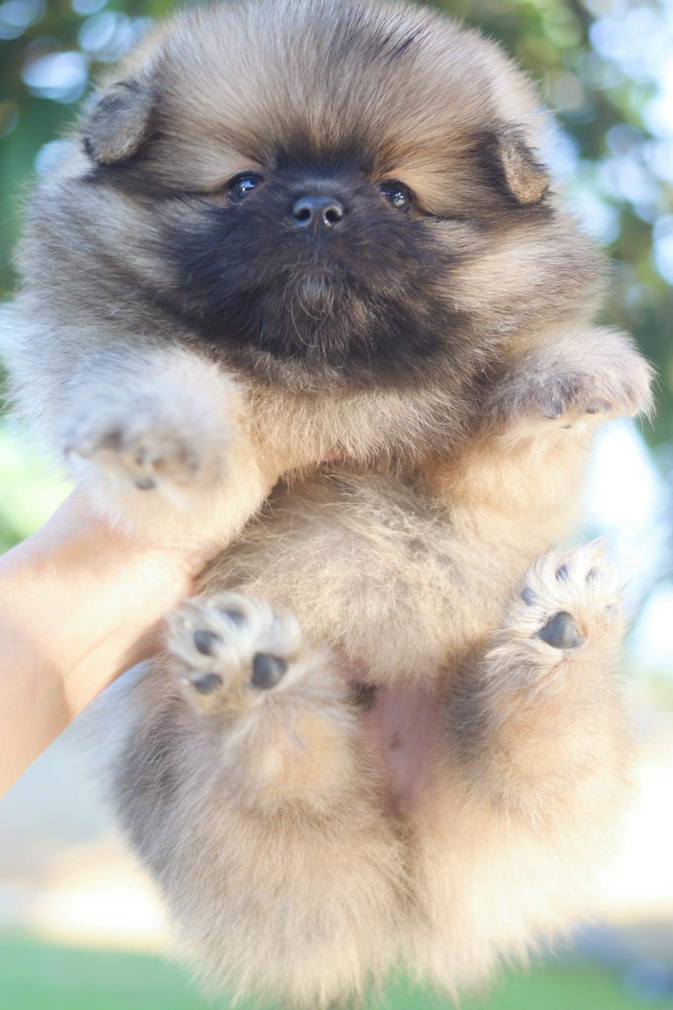 ปอมเมอเรเนียน เพศผู้ สีส้ม ขนแน่น