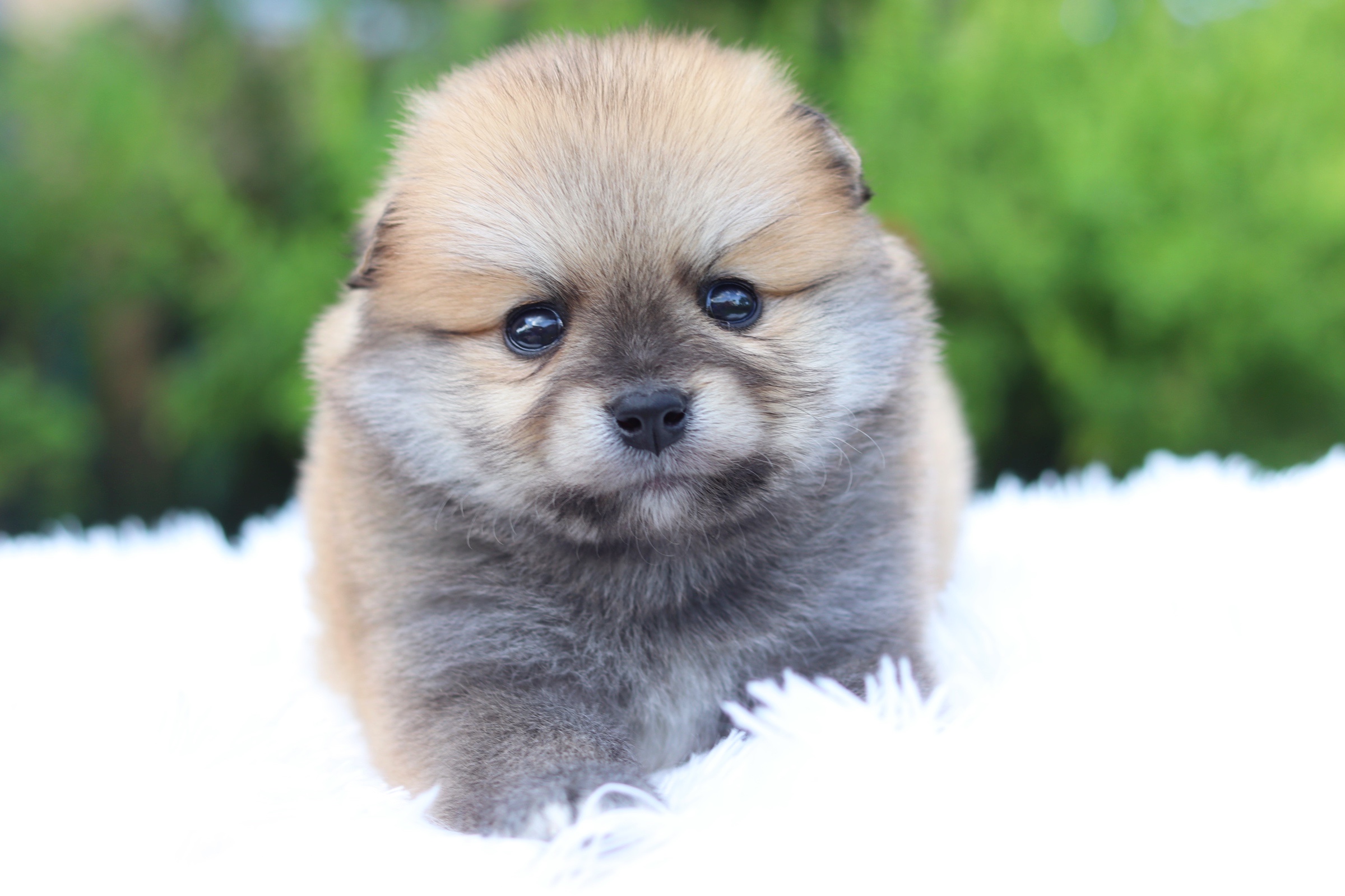 ปอมเมอเรเนียน เพศผู้สีส้ม