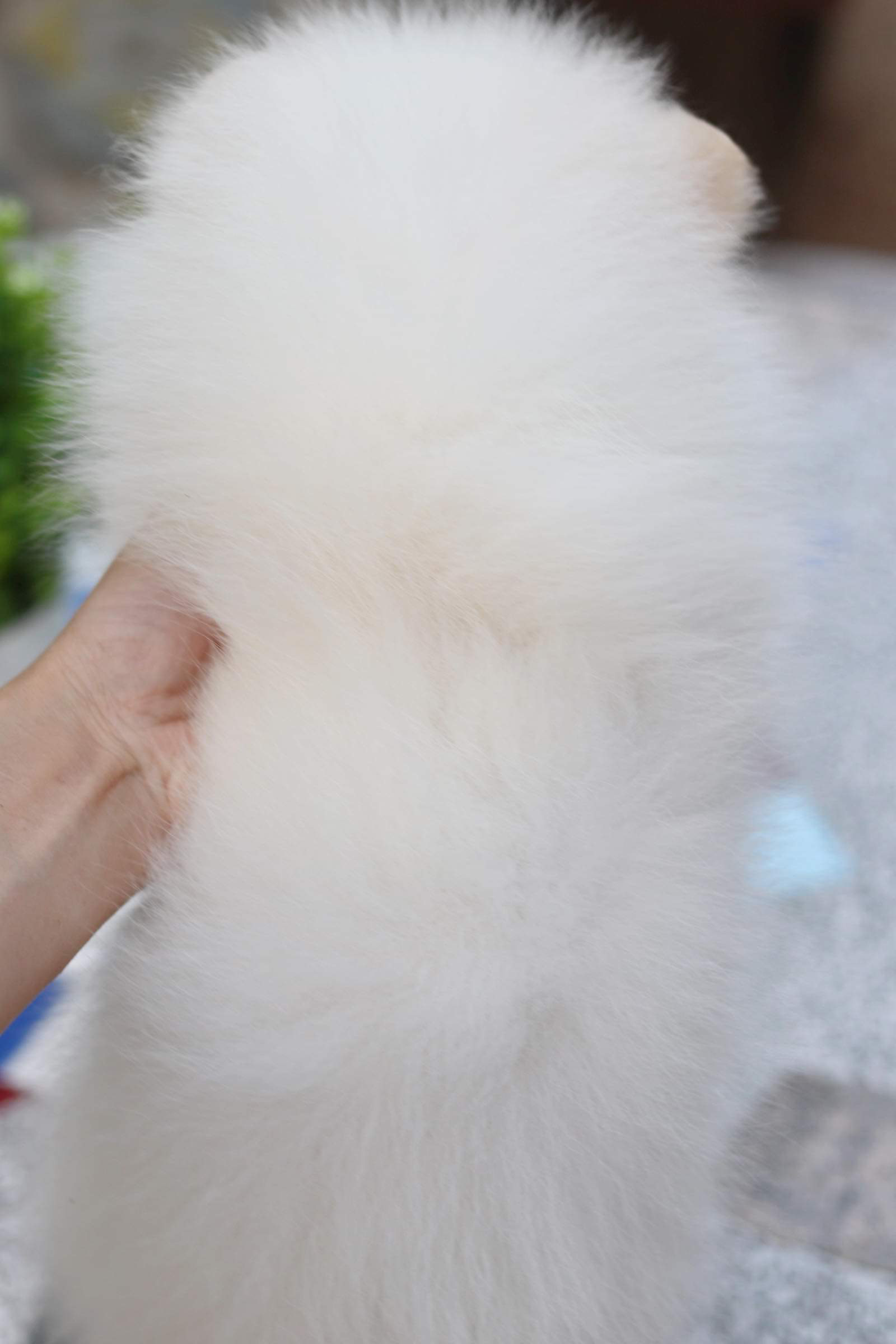 ปอมเมอเรเนียน เพศผู้